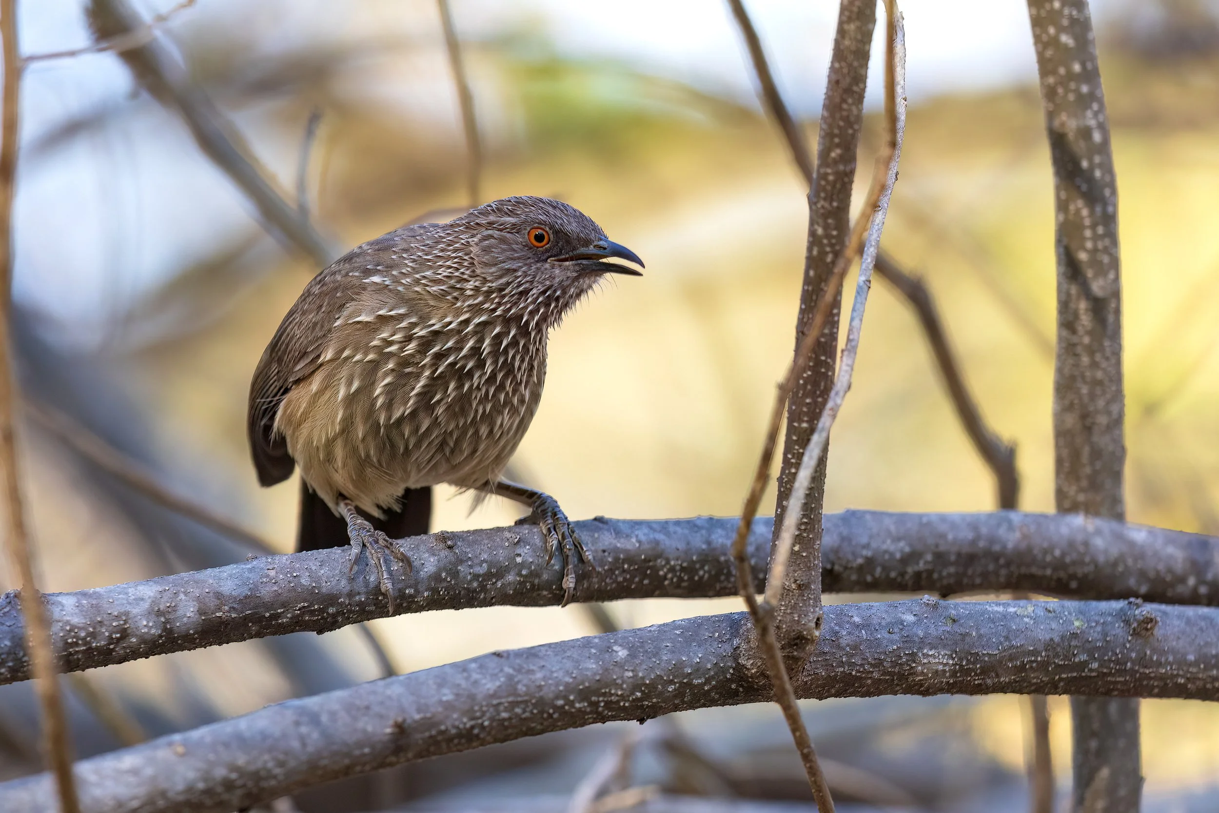  Moremi, Botswana 2023 