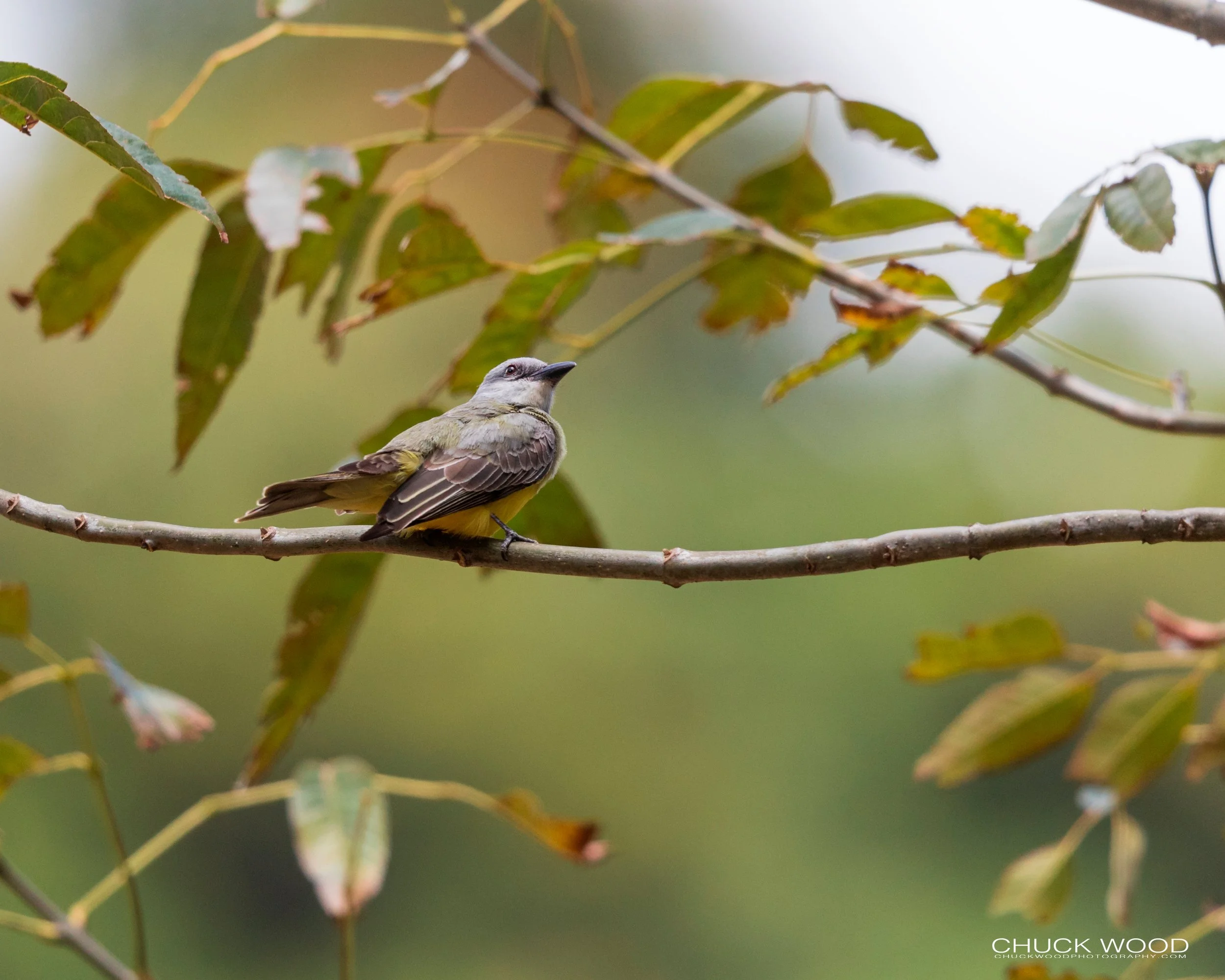  San Gerardo de Dota, Costa Rica 2020 I/ 