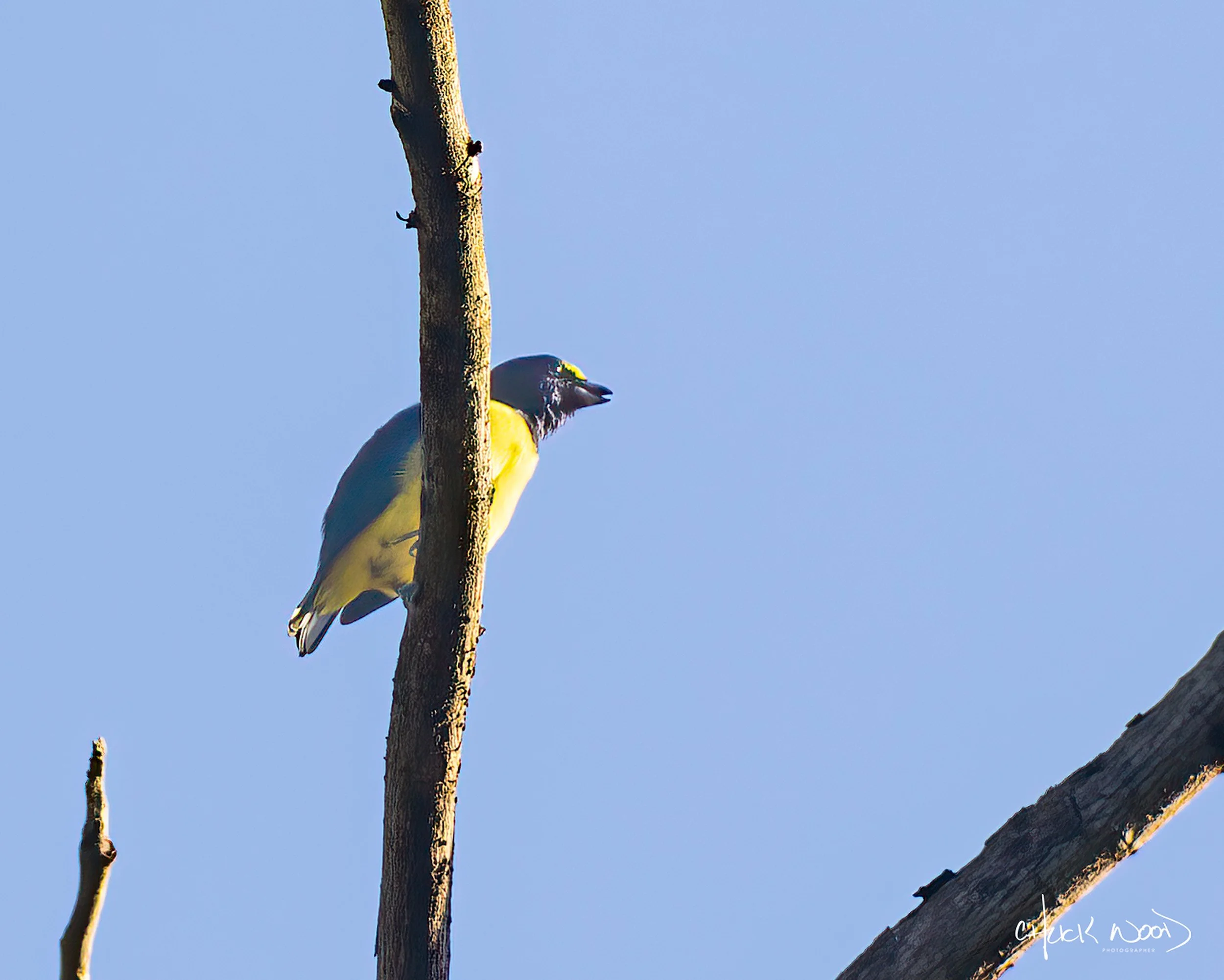  Macaw Lodge, Costa Rica 2023 