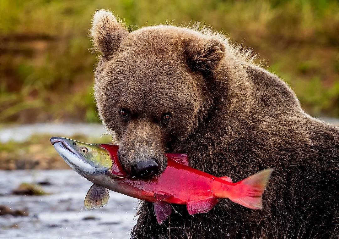 Brown-Bear-with-Sockeye-Katmai-2022-7x10-CARD-1080.jpg
