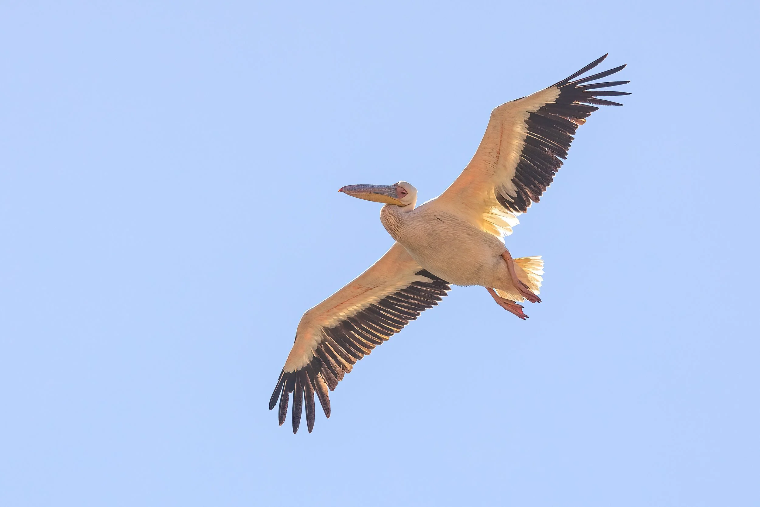  Chobe River, Botswana, 2023 