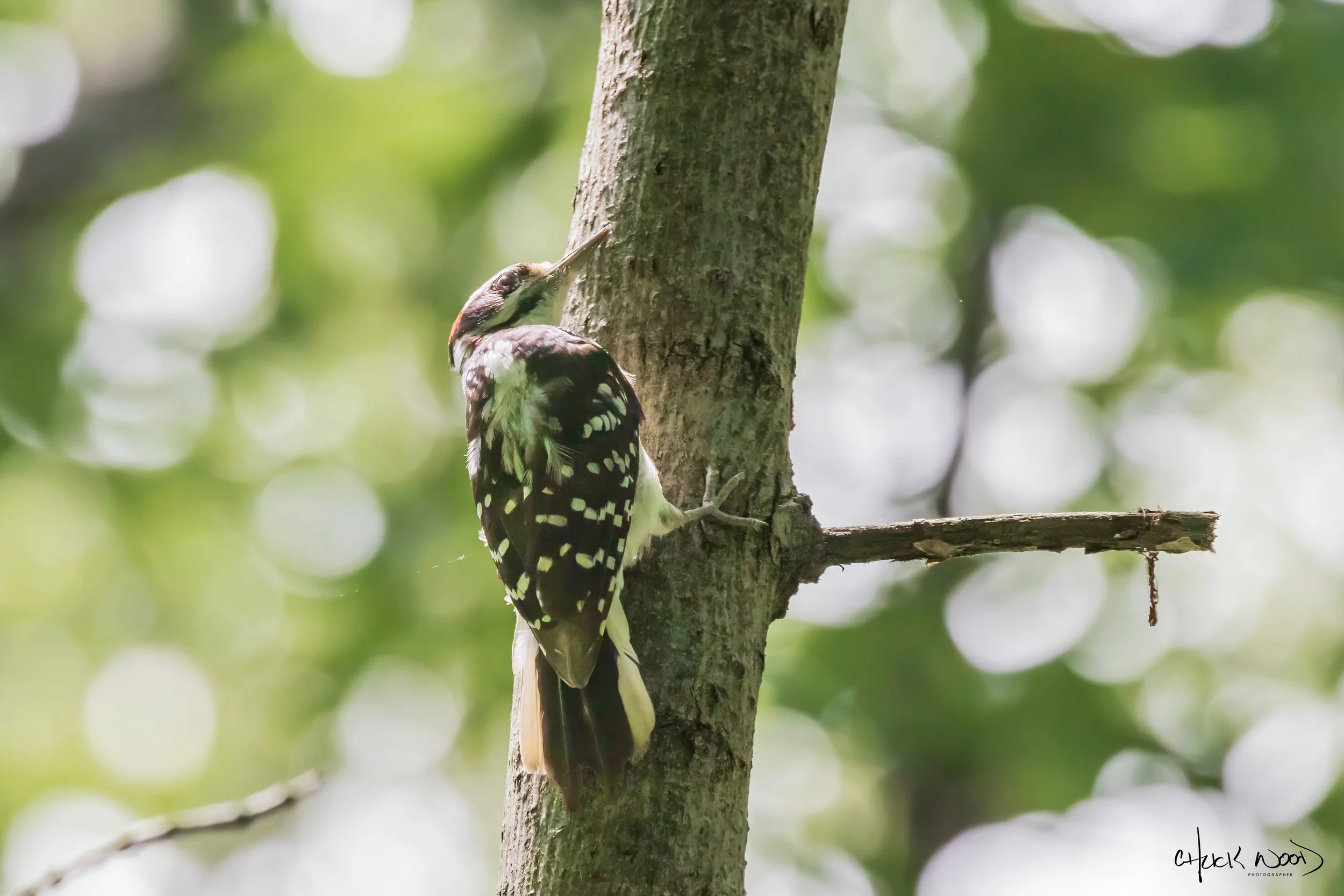  NY Botanical Garden, 2019 