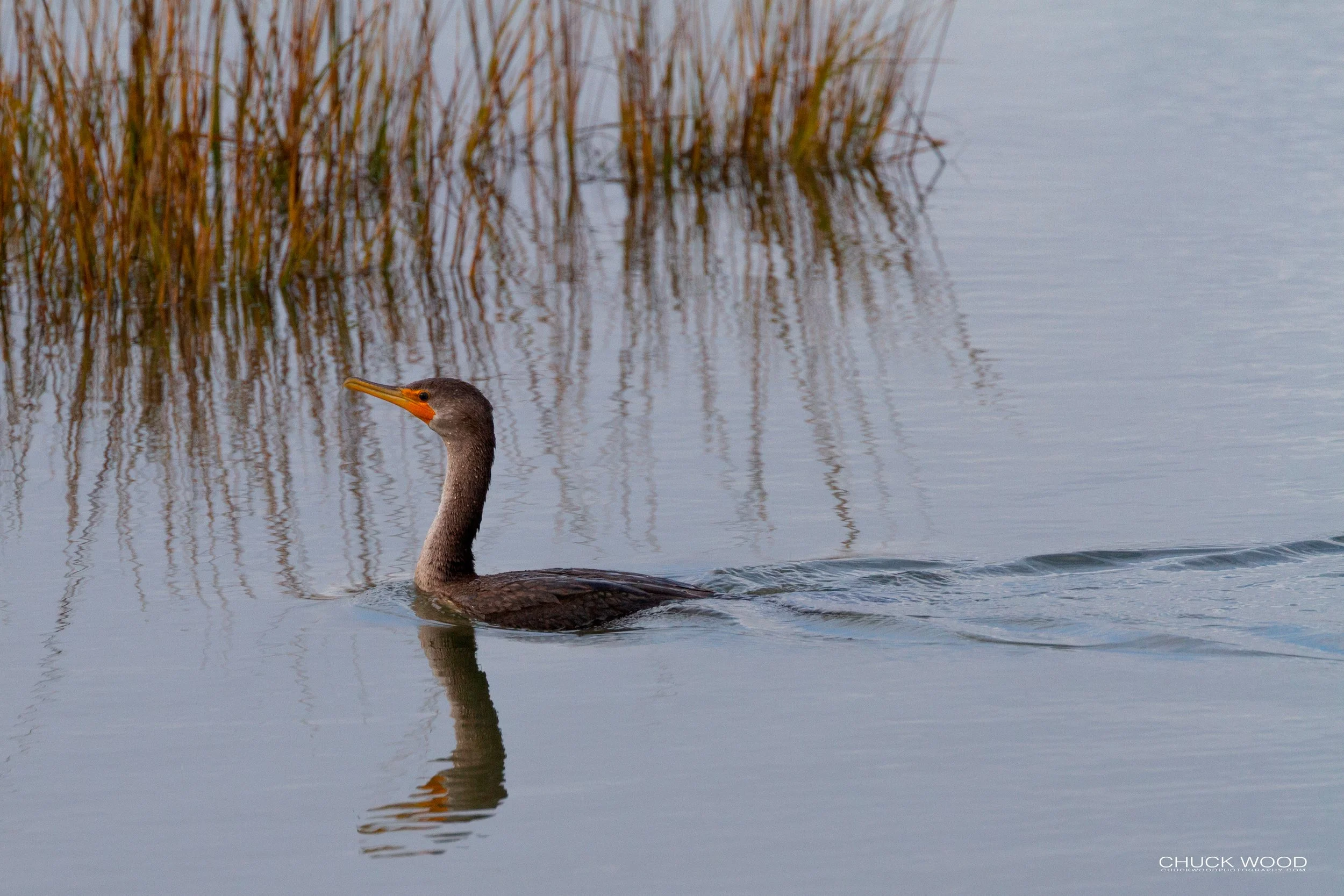  Forsythe NWR, NJ 2018 