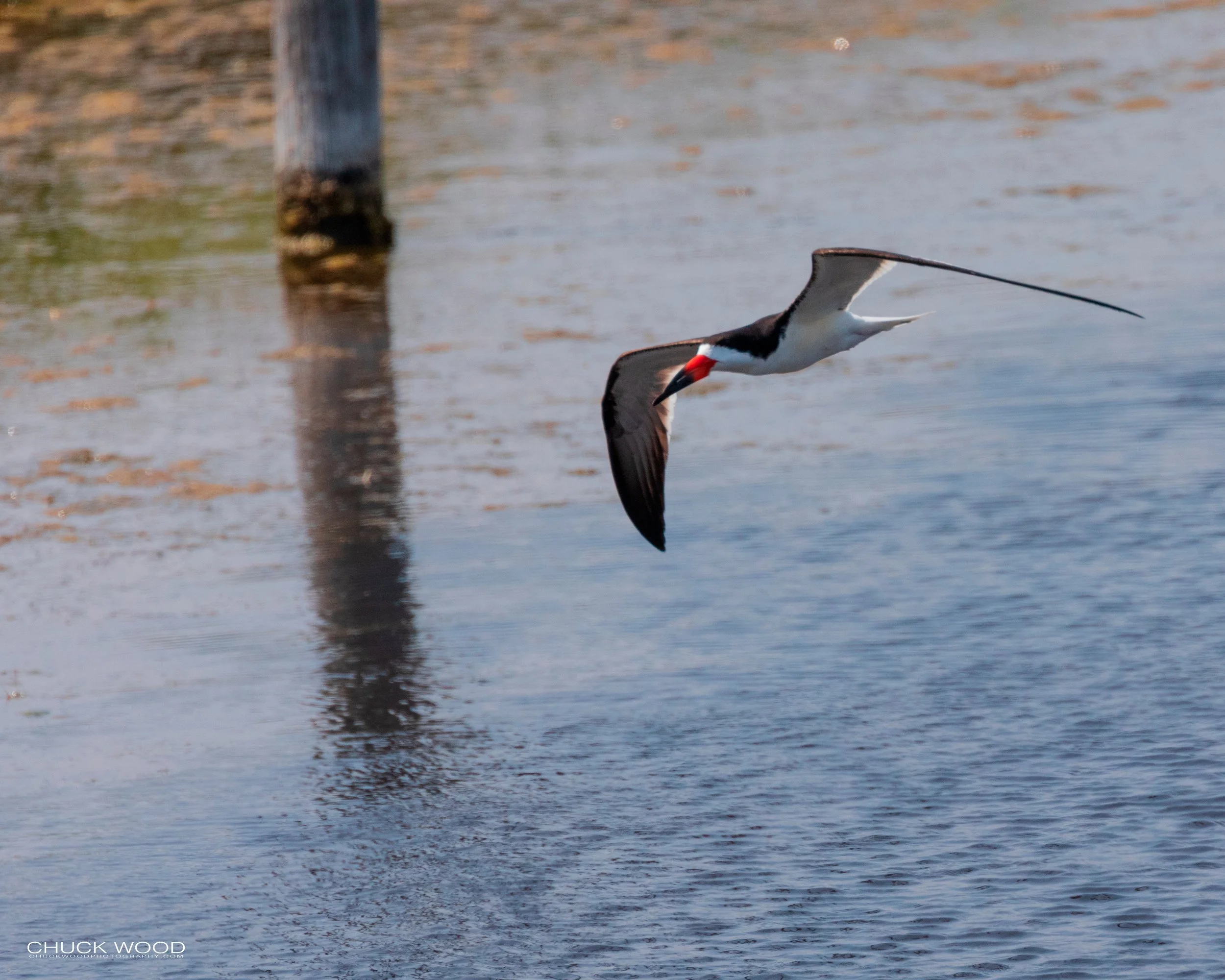  Pea Island, NC 2019 