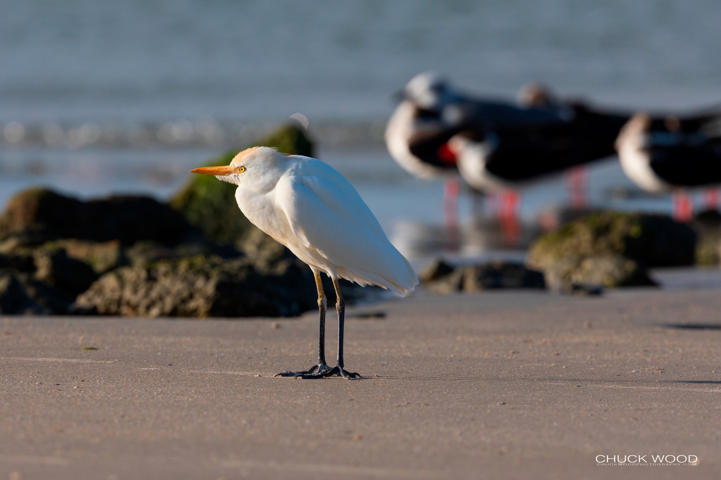  Sebastian Inlet, FL 2020 