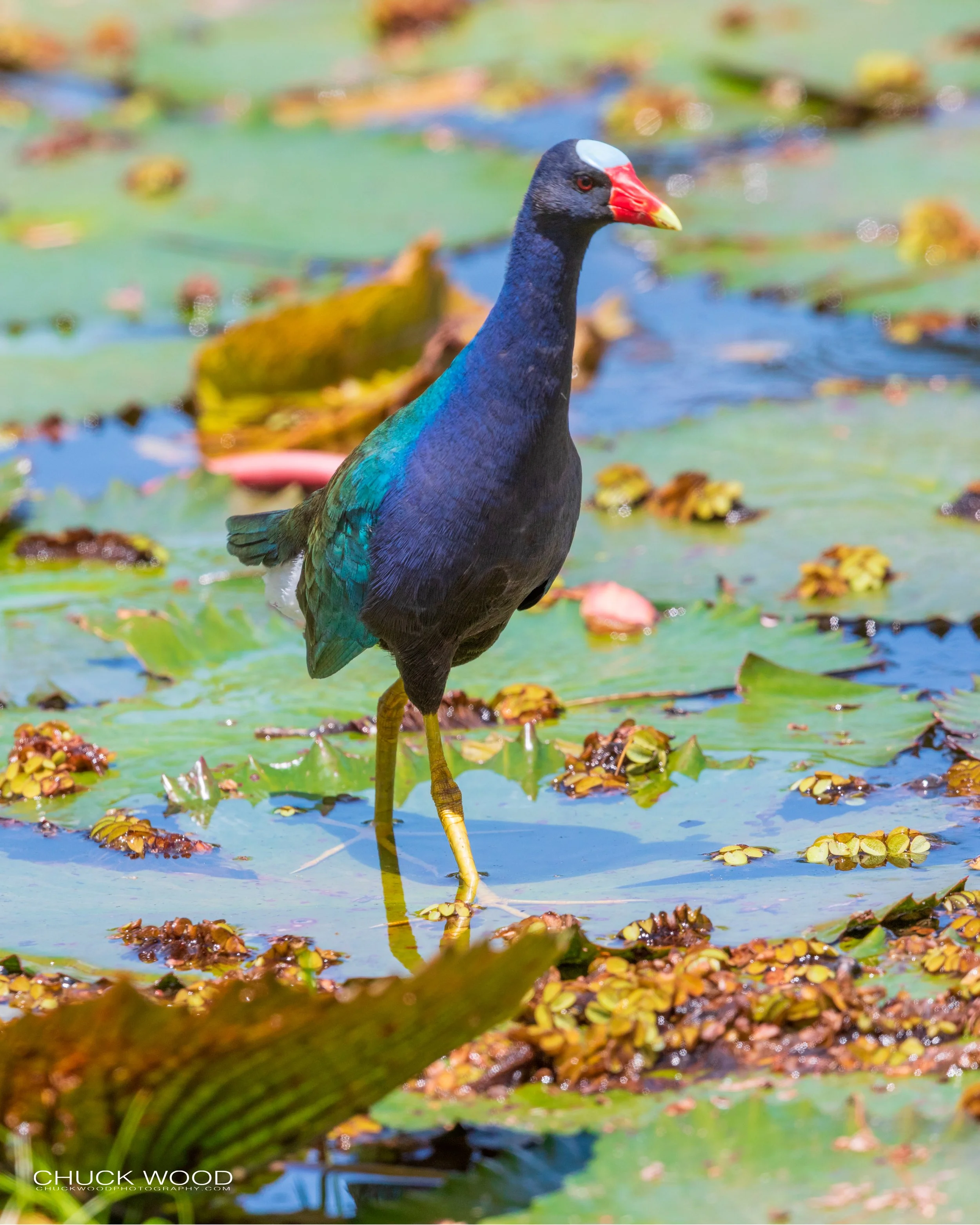  CATIE, Costa Rica 2020 