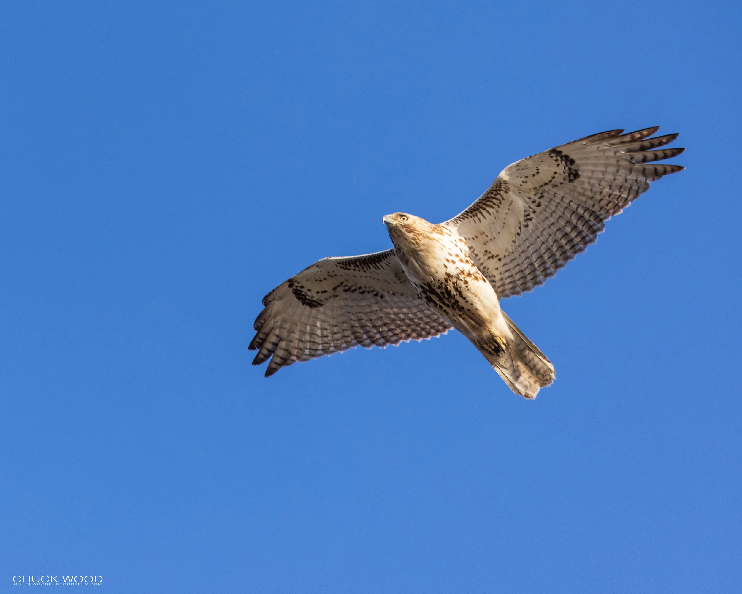  Foschini Park, NJ 2021 