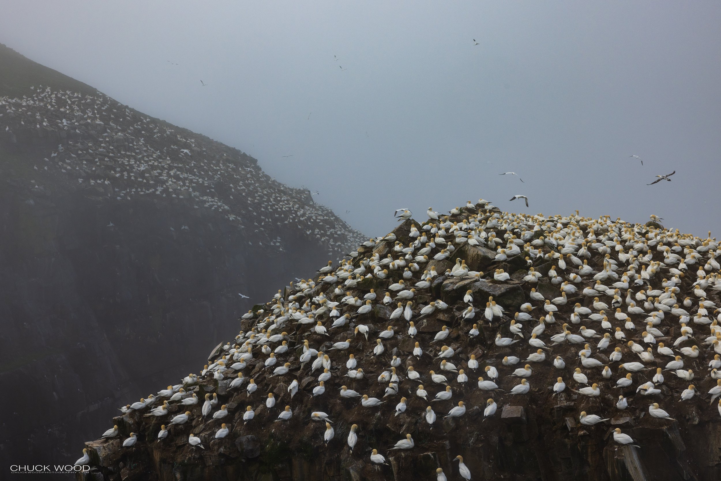  Cape St. Marys, NL 2022 