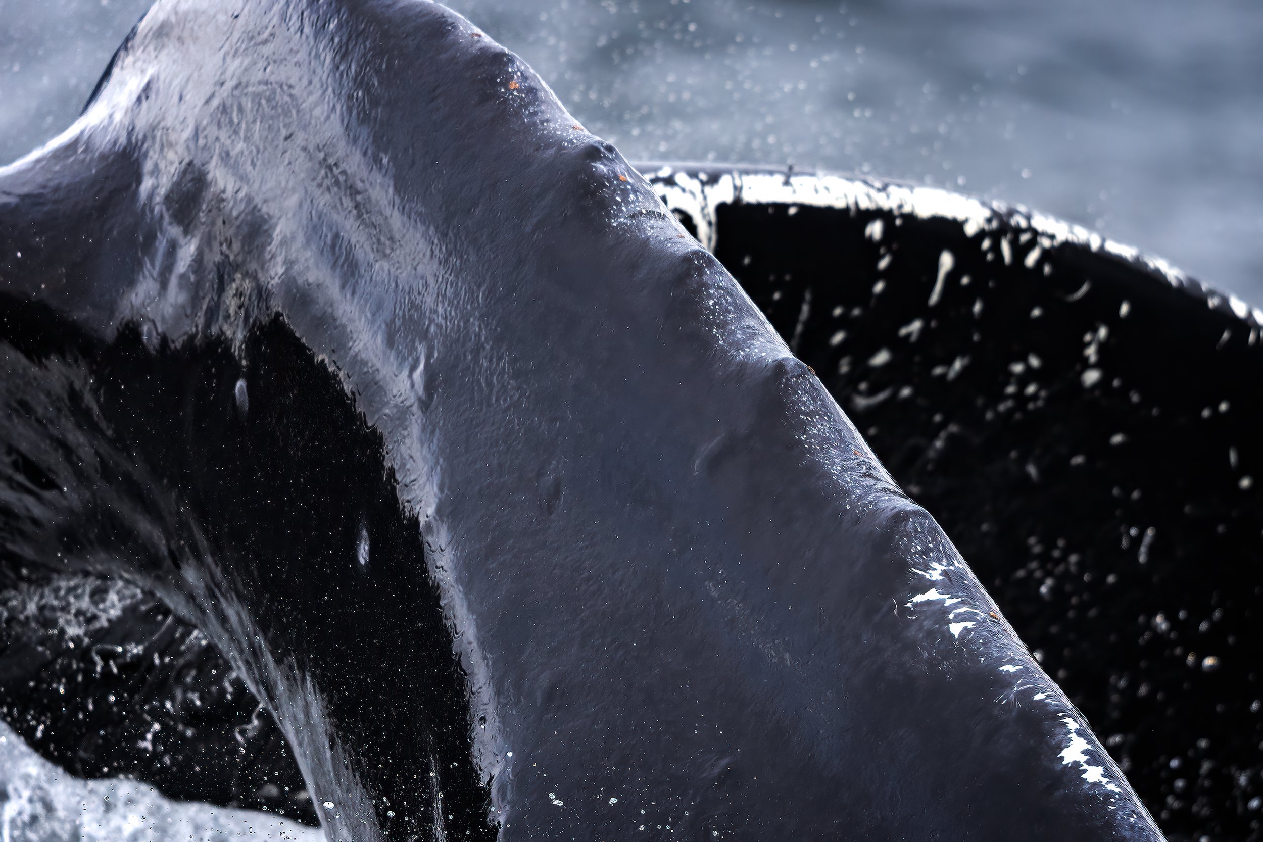 CW00181-Humpback-Tail-Sitka-2024-8x12-3000.jpg