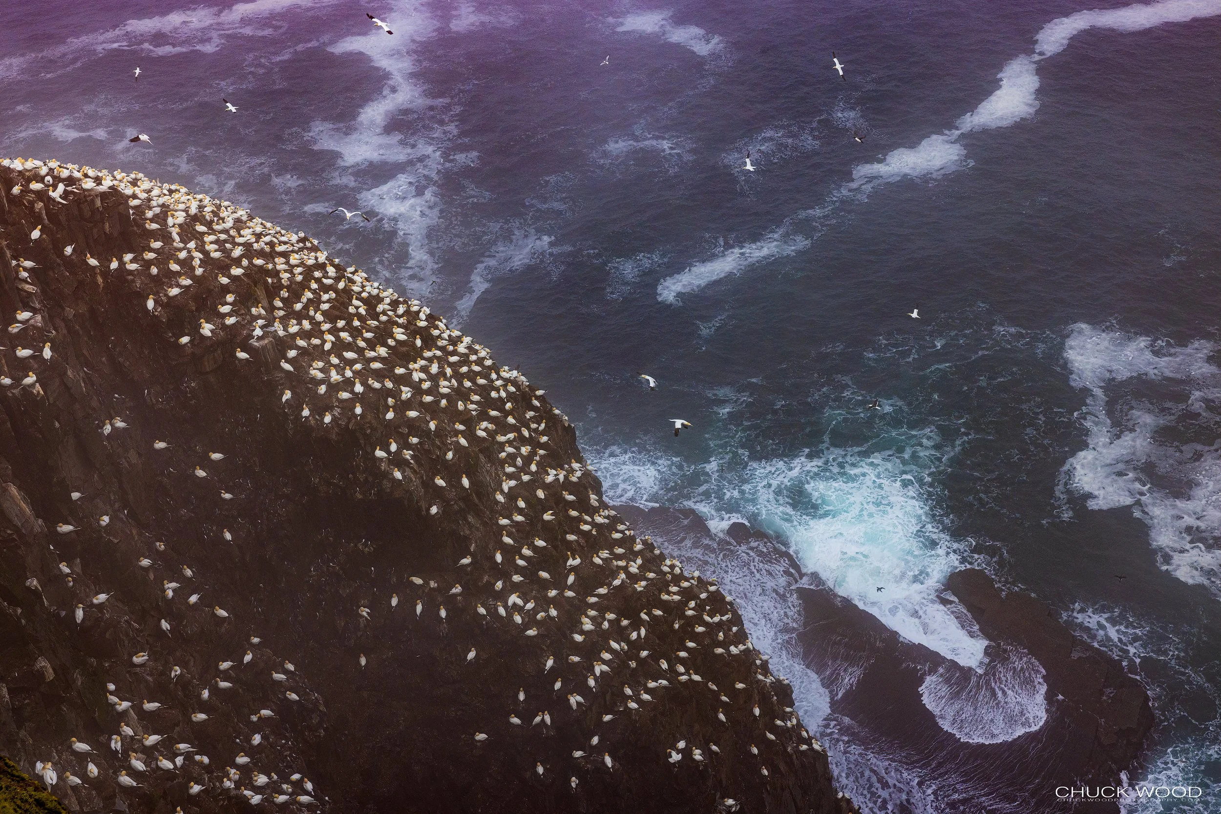  Cape St. Marys, NL 2022 