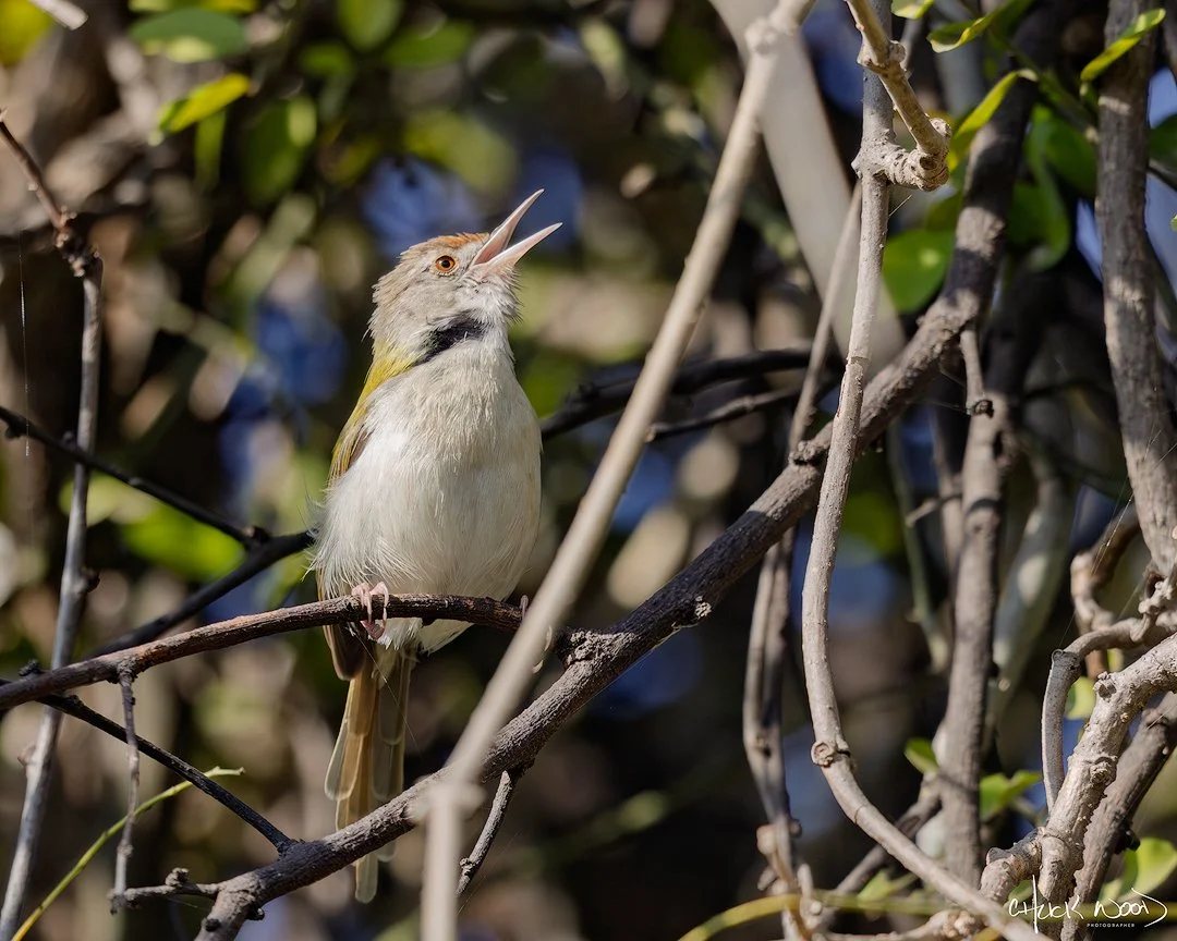  Keoladeo Ghana, India 2025 