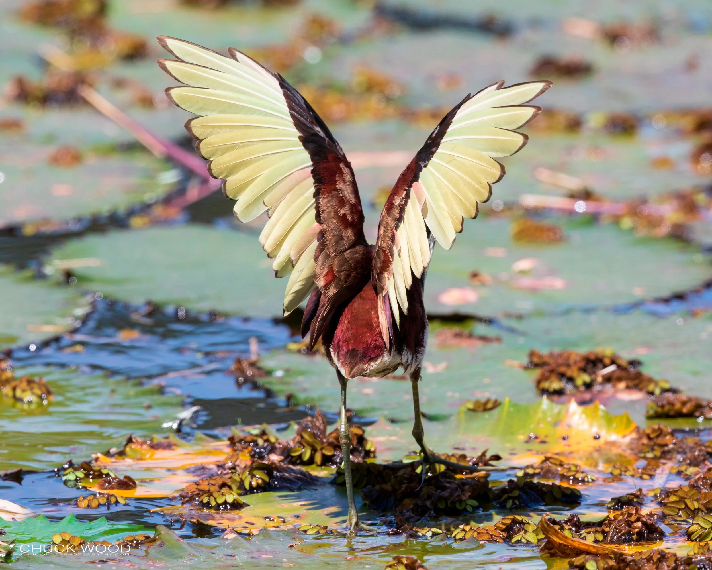  CATIE, Costa Rica 2020 