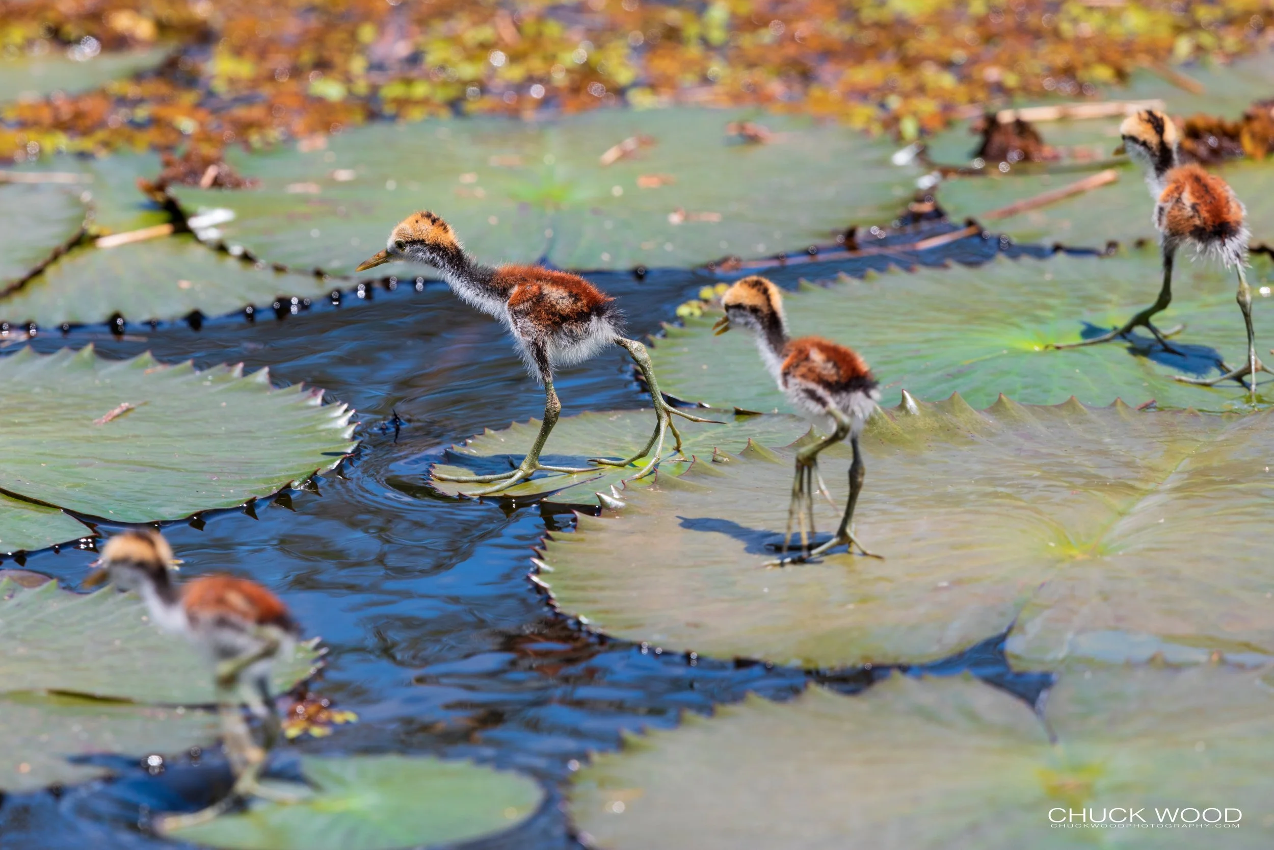  CATIE, Costa Rica 2020 