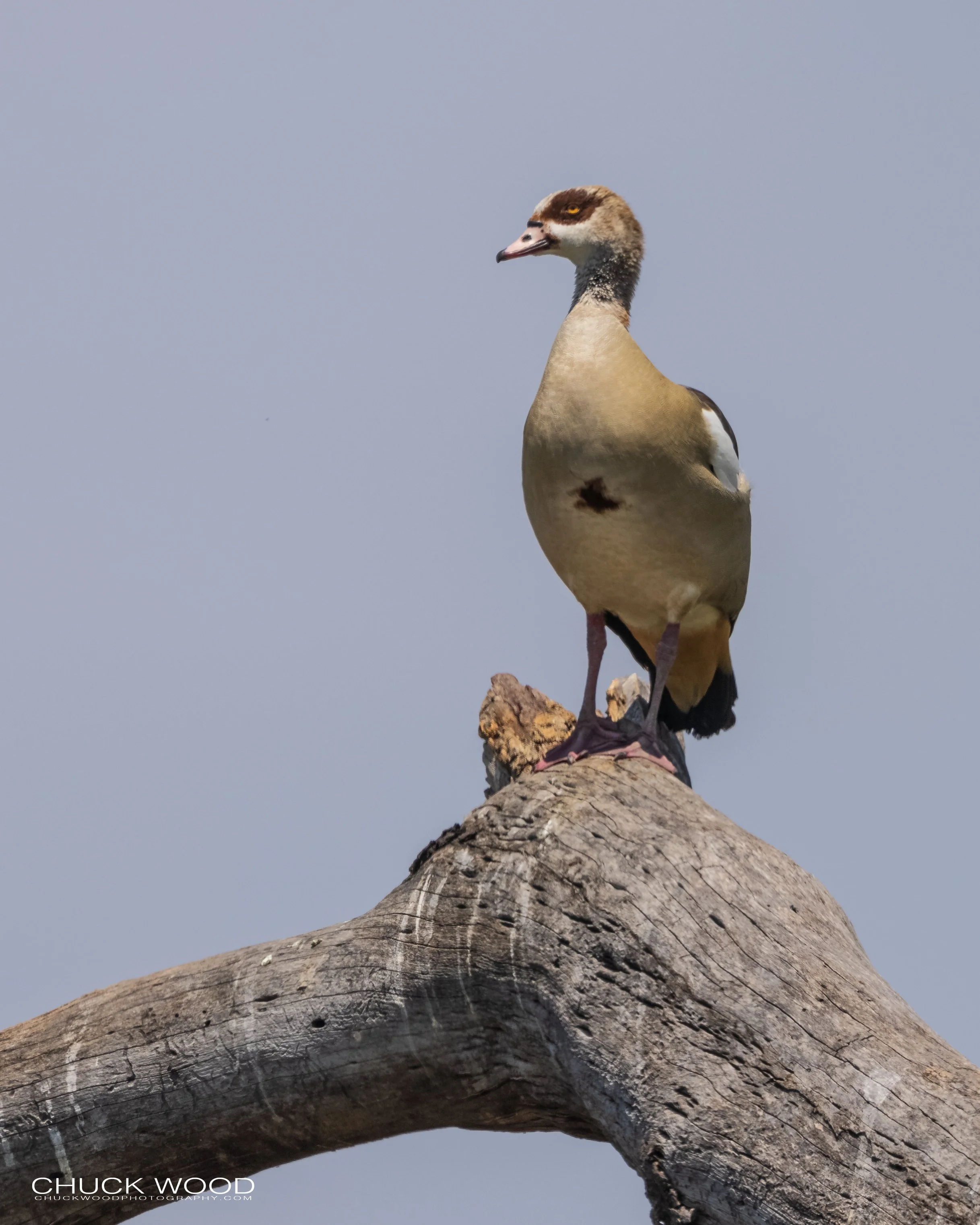  Serengeti, Tanzania 2021 