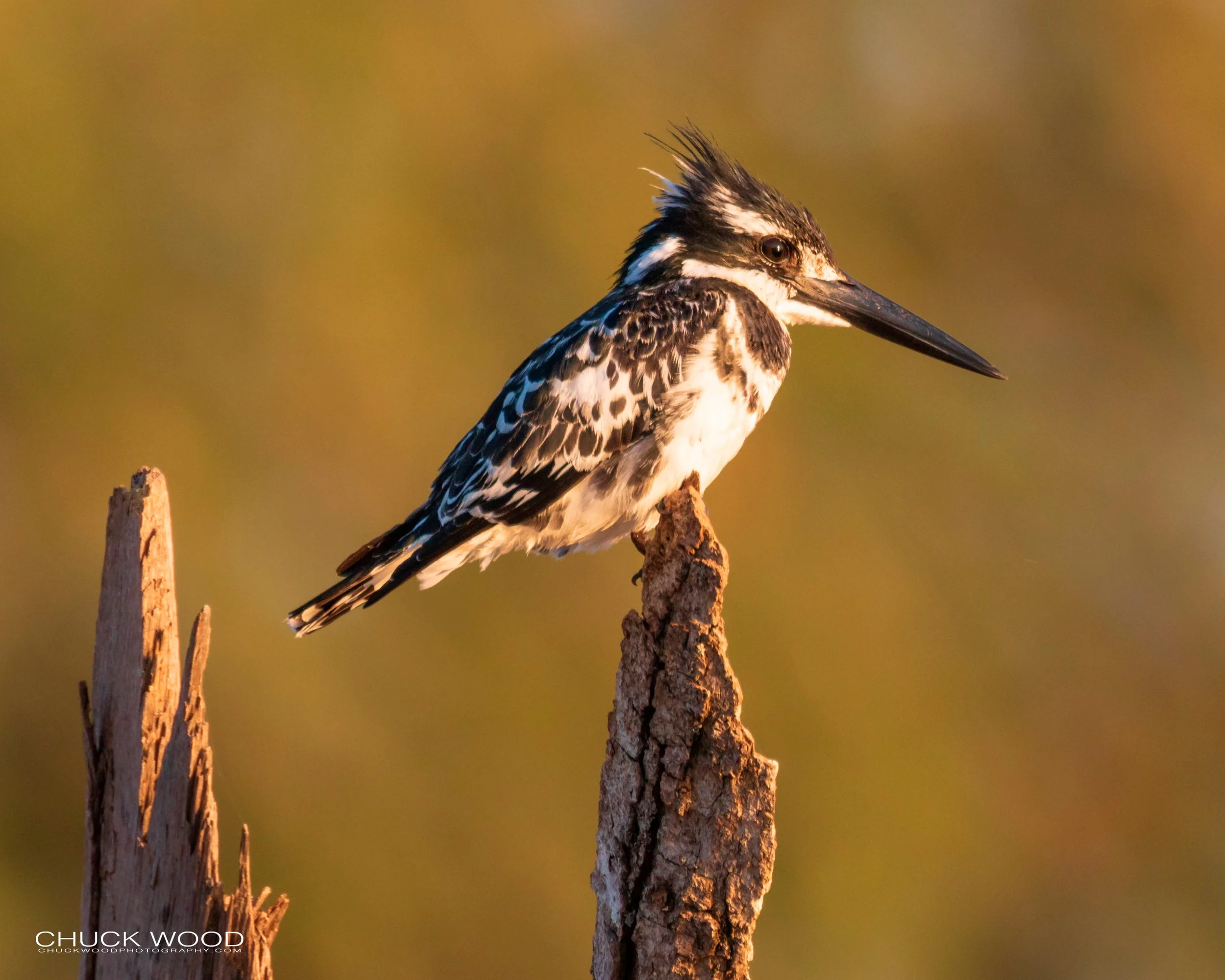  Mana Pools, Zimbabwe 2019 