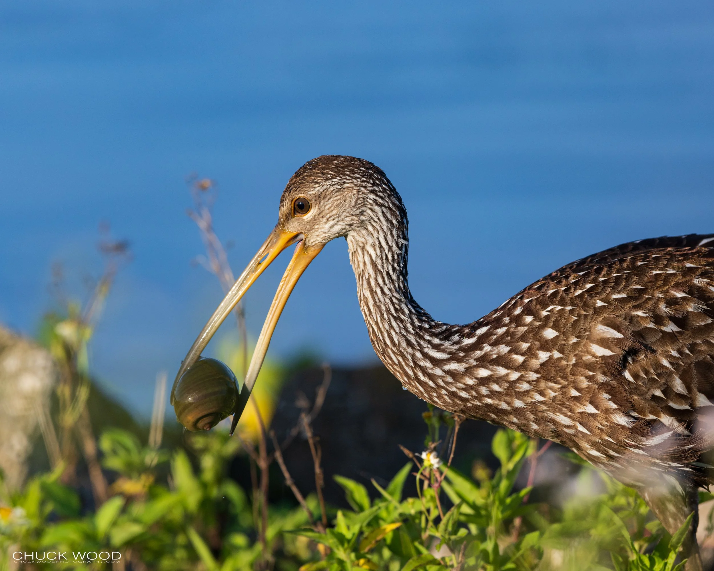 Stick Marsh, FL 2022