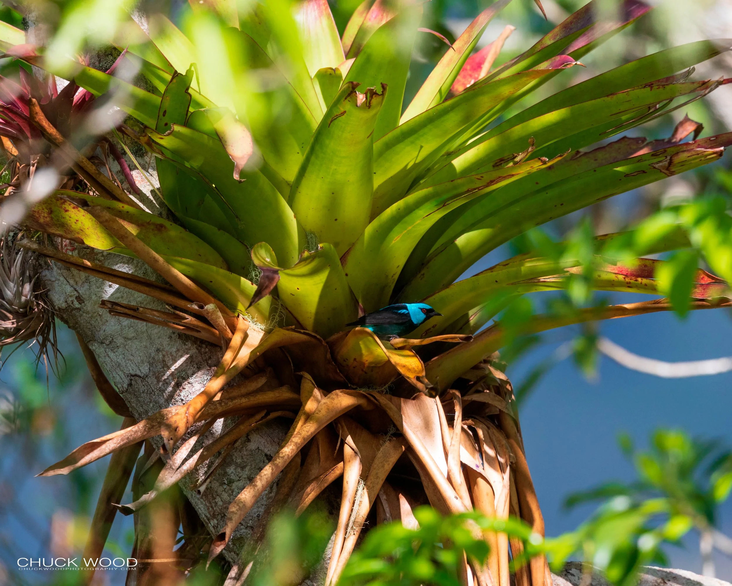  Rancho Naturalista, Costa Rica 2020 