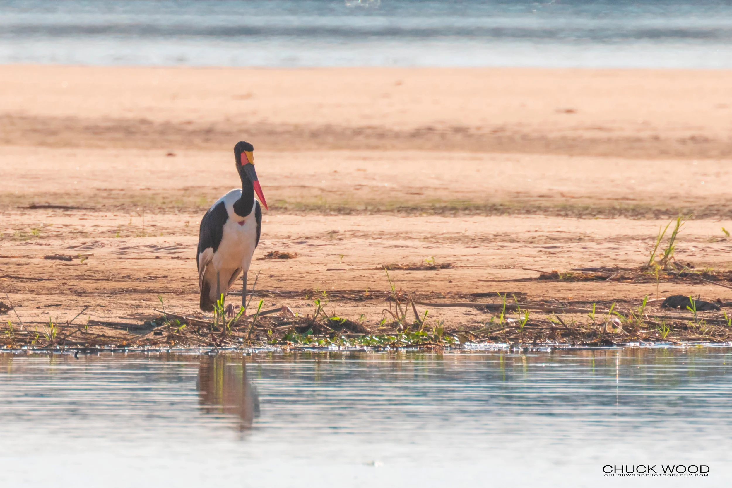  Hwange, Zimbabwe 2019 