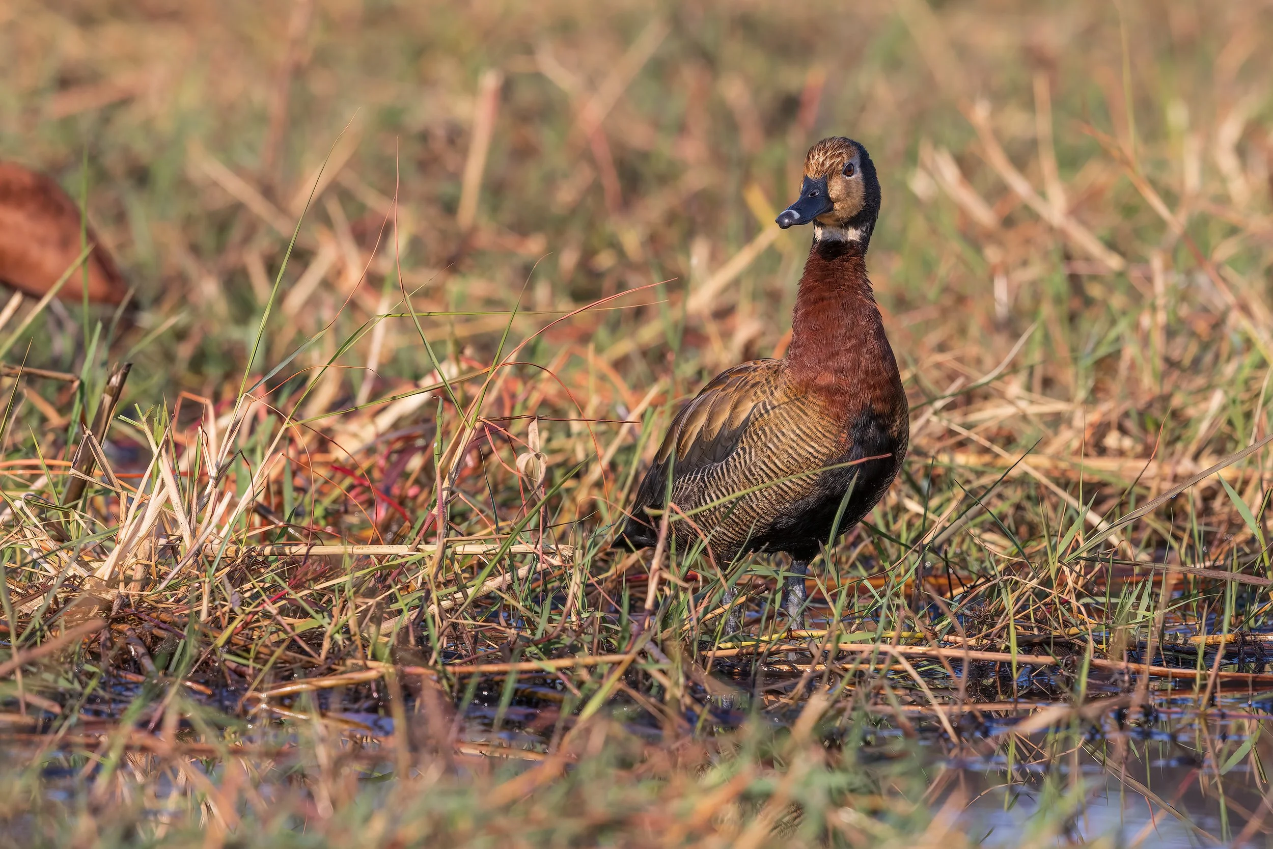  Tarangire, Tanzania 2021 