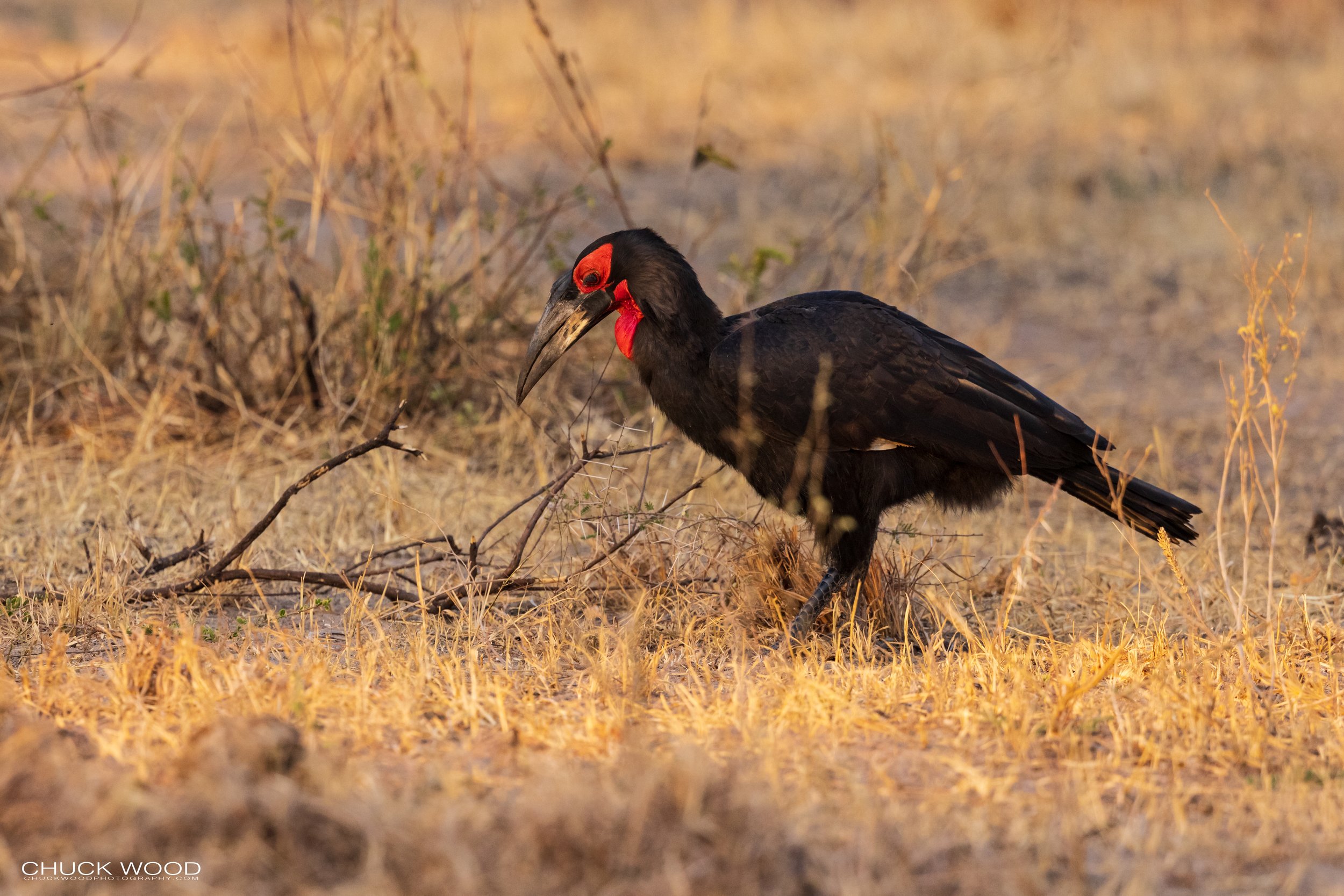 Tarangire, Tanzania 2021 