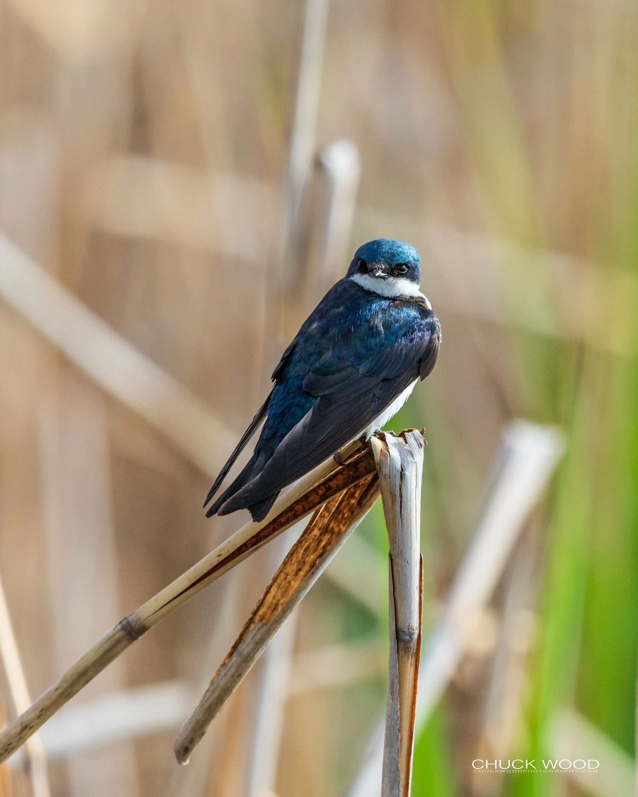  Dekorte Park, NJ 2020 