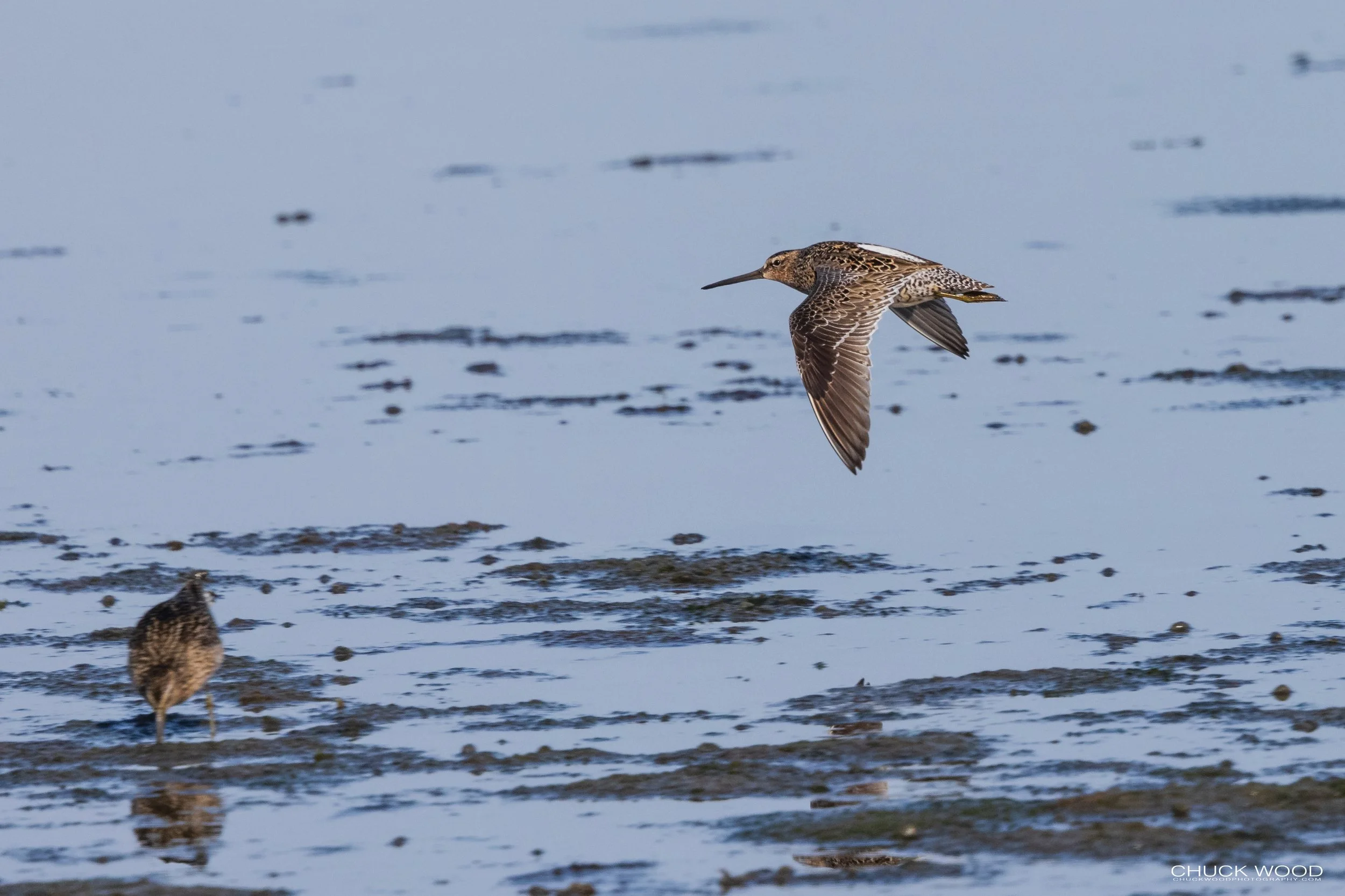  Forsythe NWR, NJ 2021 