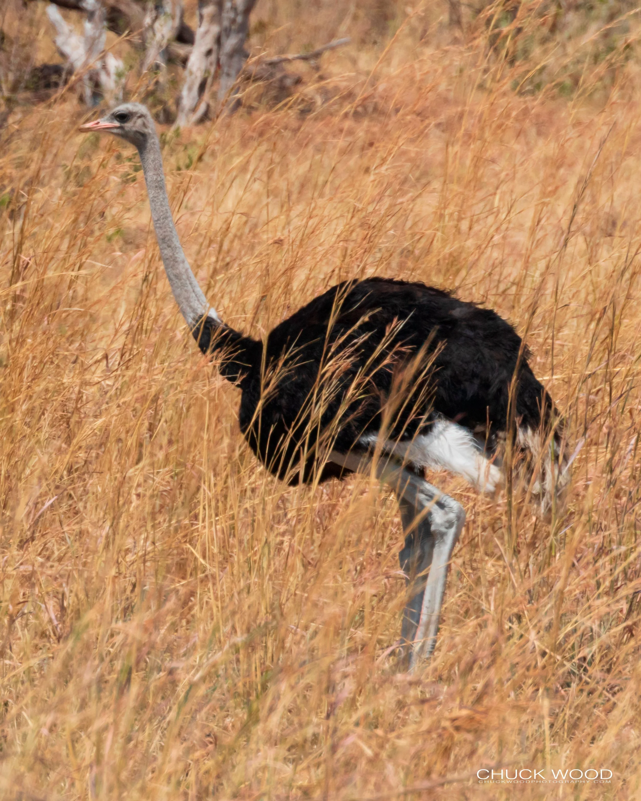  Hwange, Zimbabwe 2019 