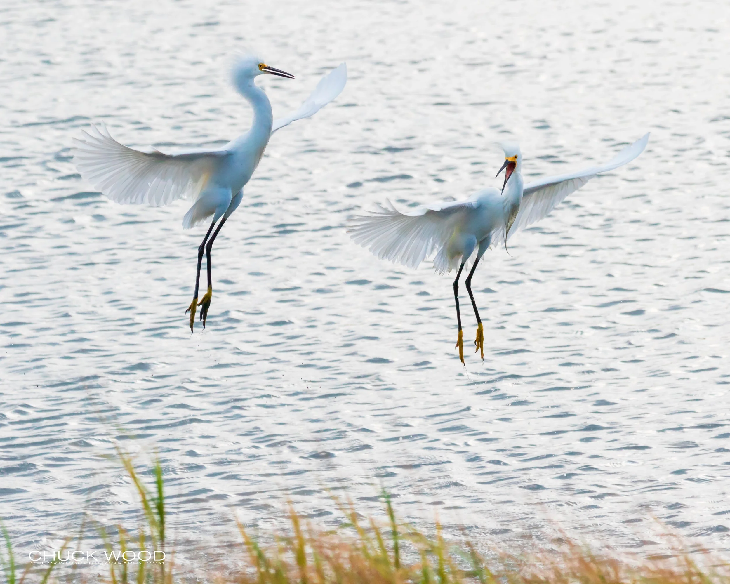  Forsythe NWR, NJ 2019 