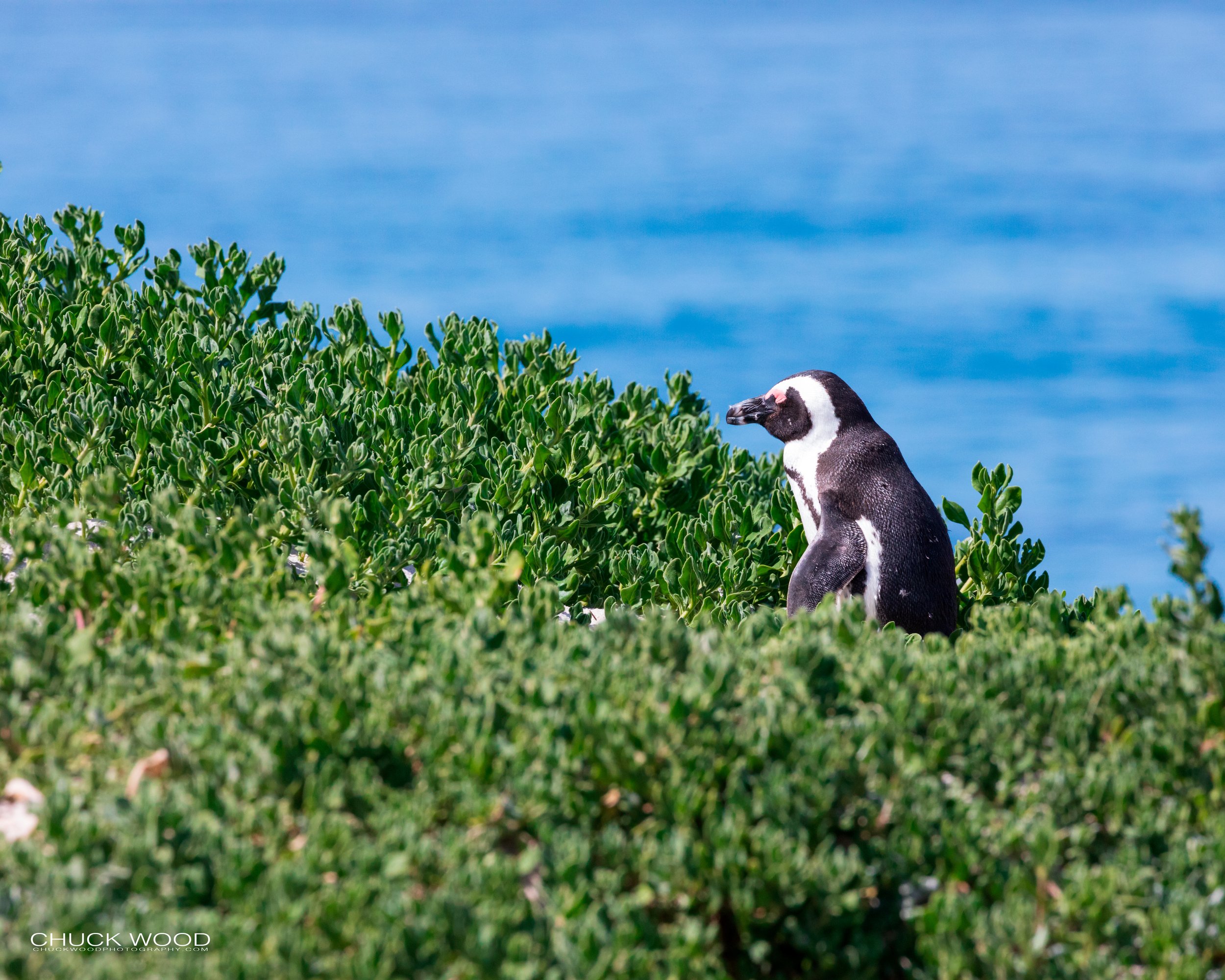  Boulders Beach, Cape Town 2019 