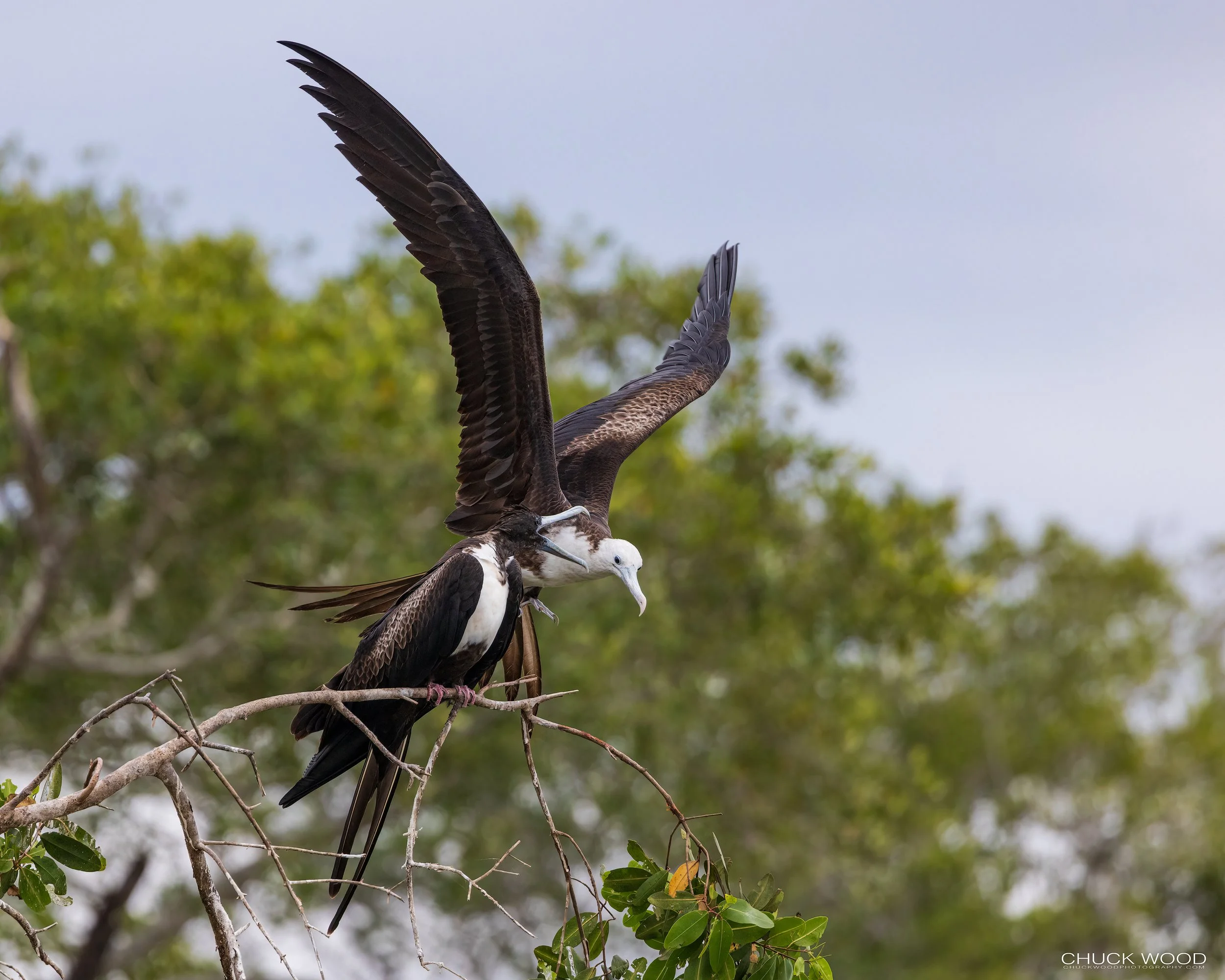  Tarcoles River, Costa Rica 2022 