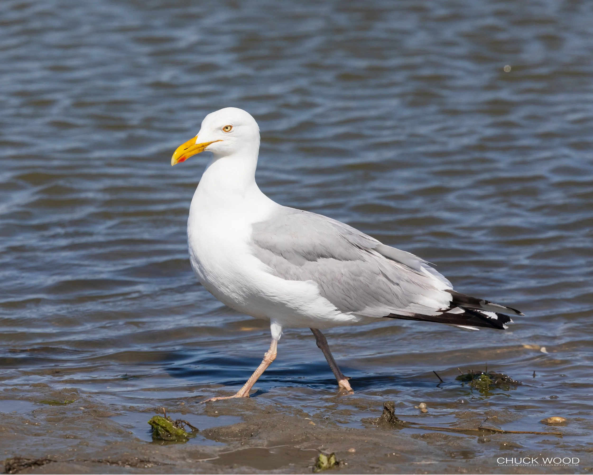 Forsythe NWR, NJ 2020 
