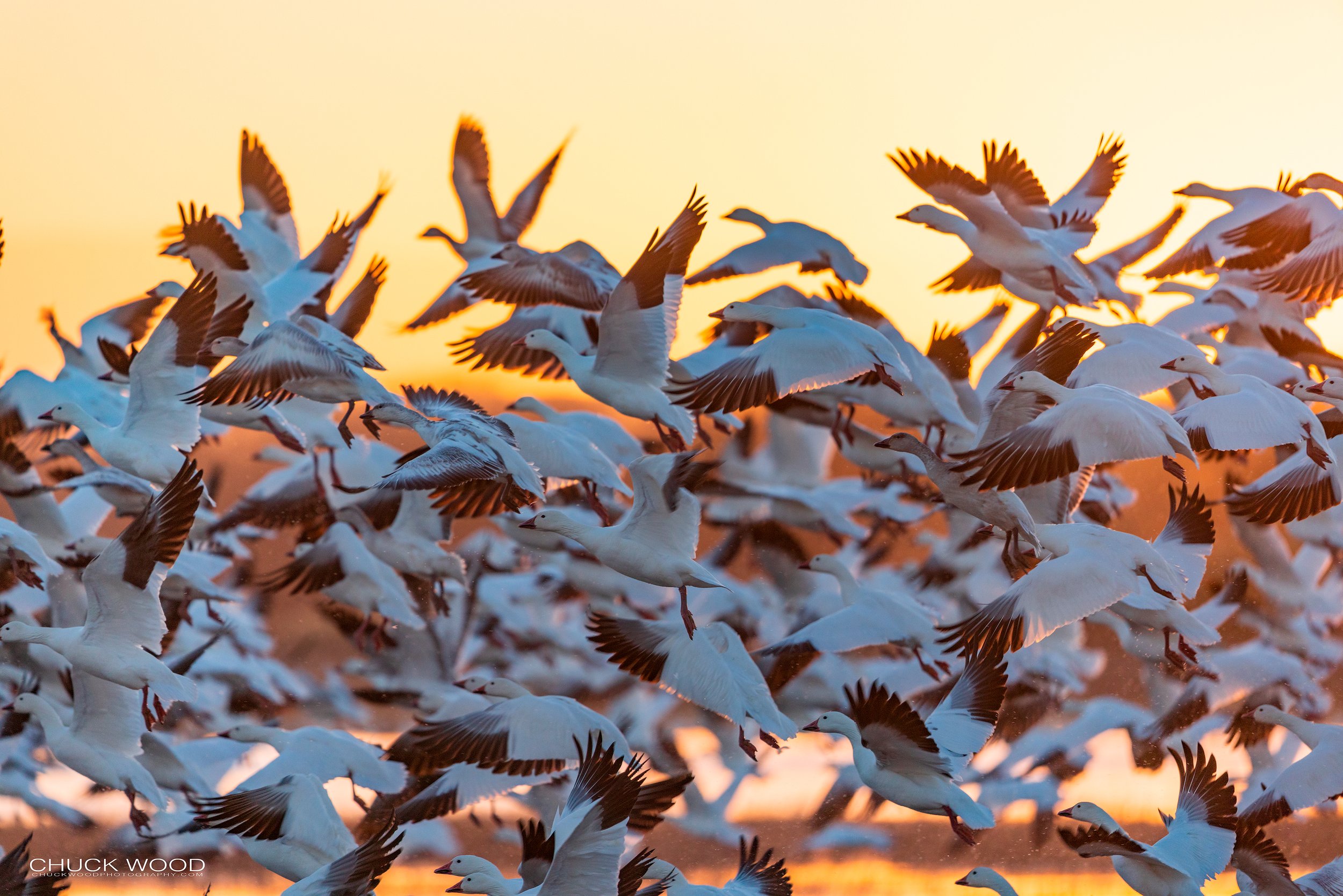  Bosque del Apache, NM 2021 