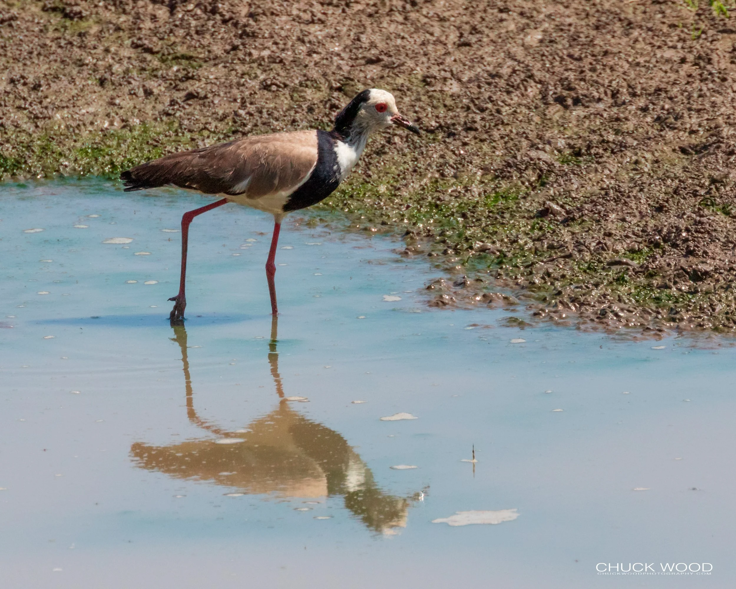  Mana Pools, Zimbabwe 2019 