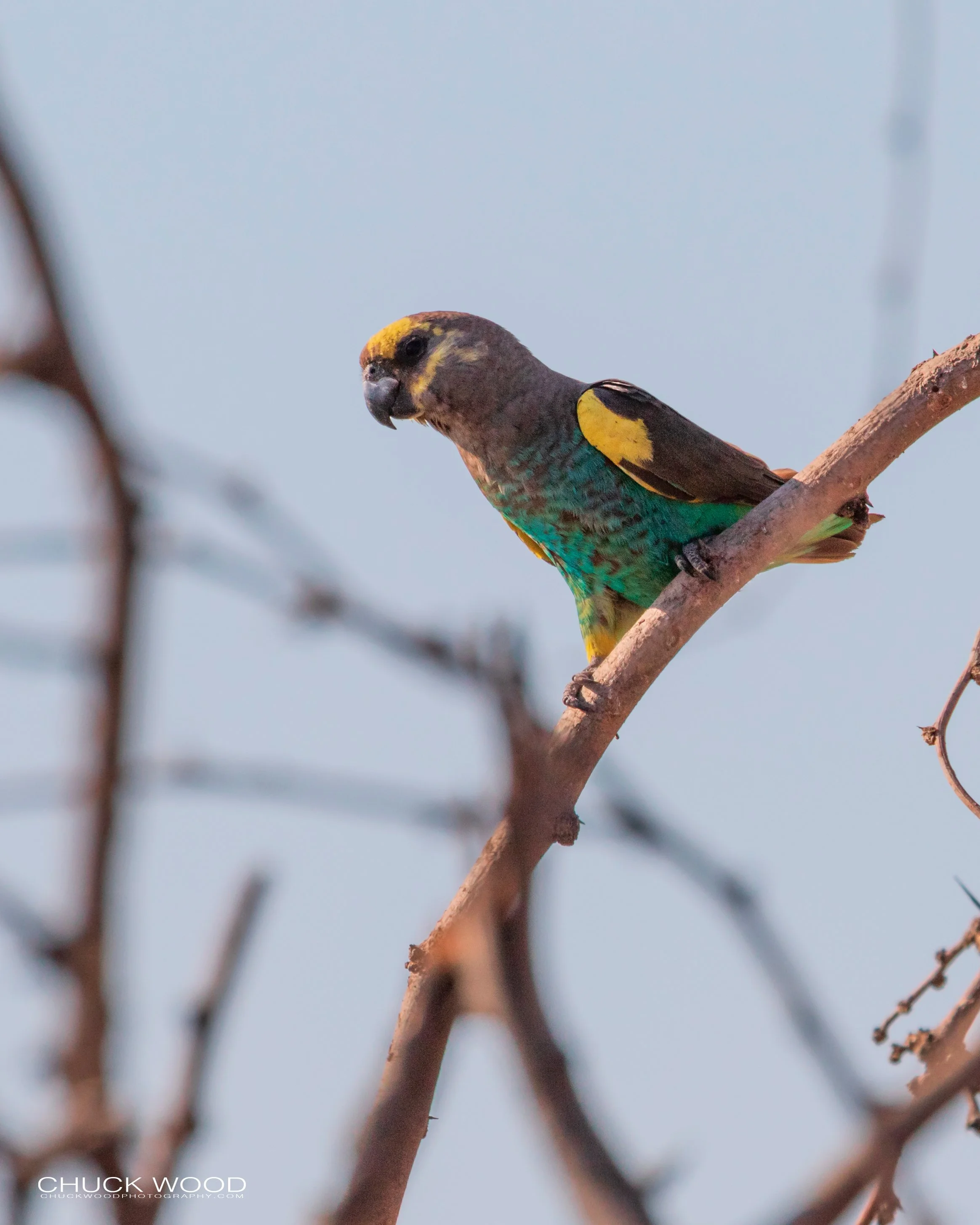  Hwange, Zimbabwe 2019 