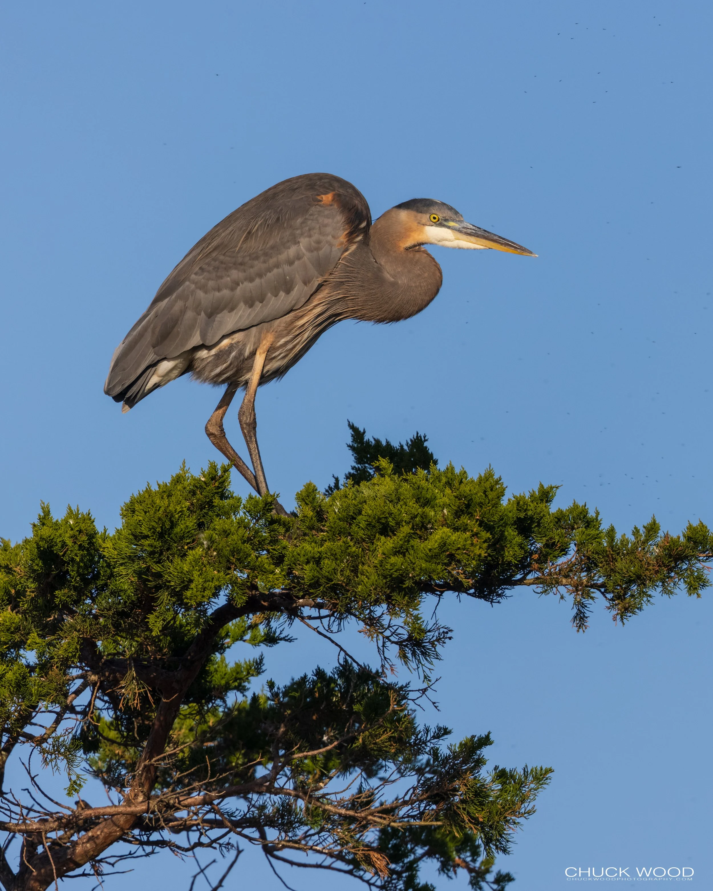  Forsythe NWR, NJ 2020 