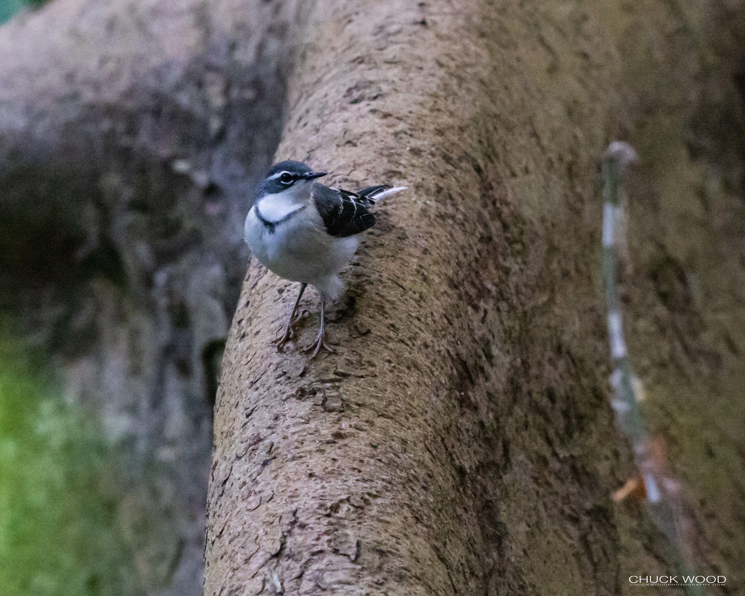  Arusha, Tanzania 2021 