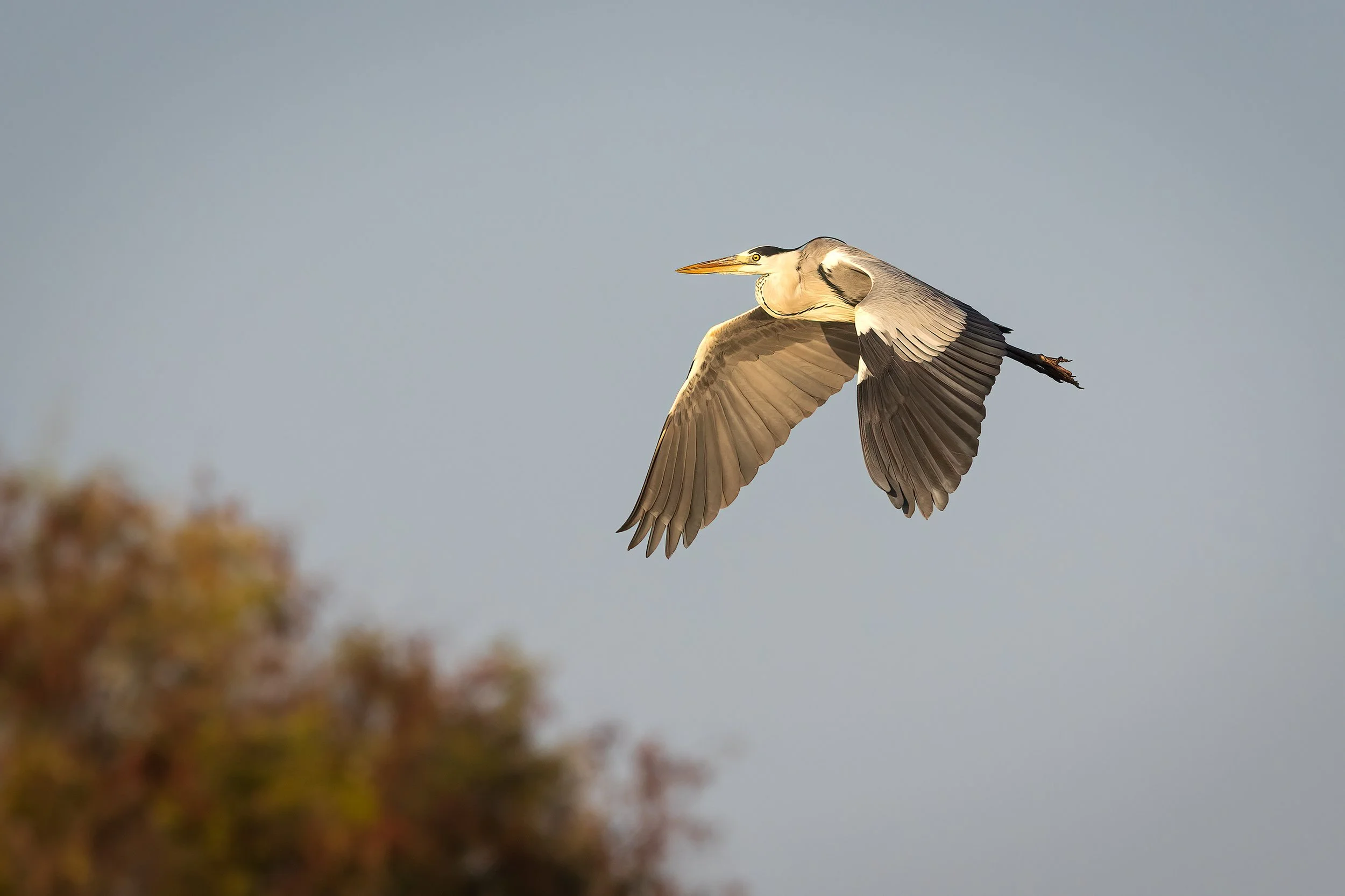  Chobe River, Botswana 2023 
