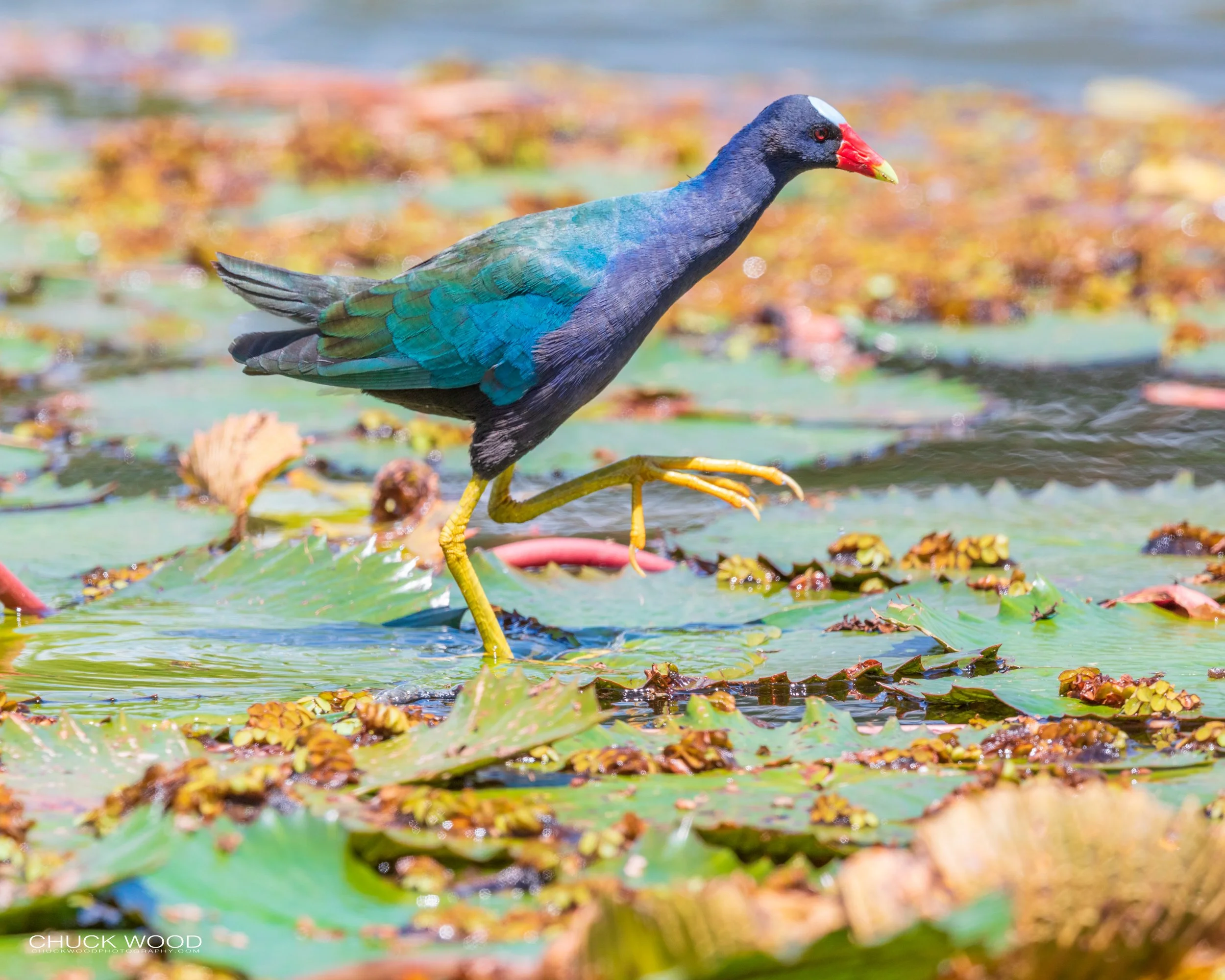  CATIE, Costa Rica 2020 