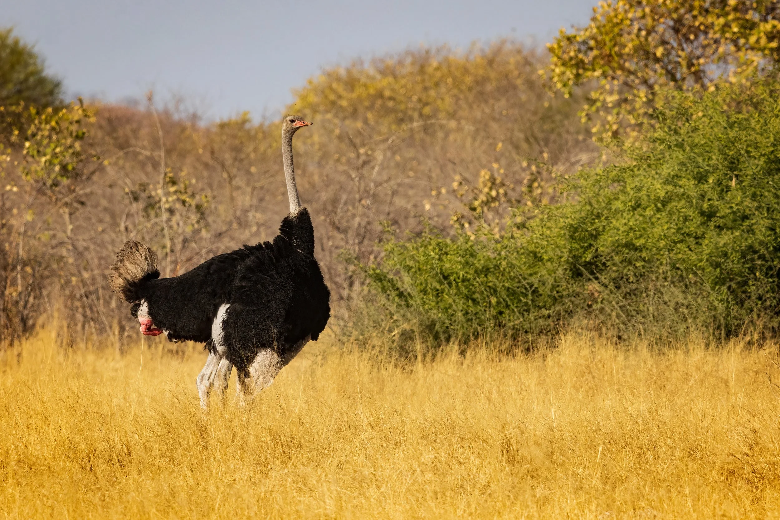  Savuti, Botswana 2023 