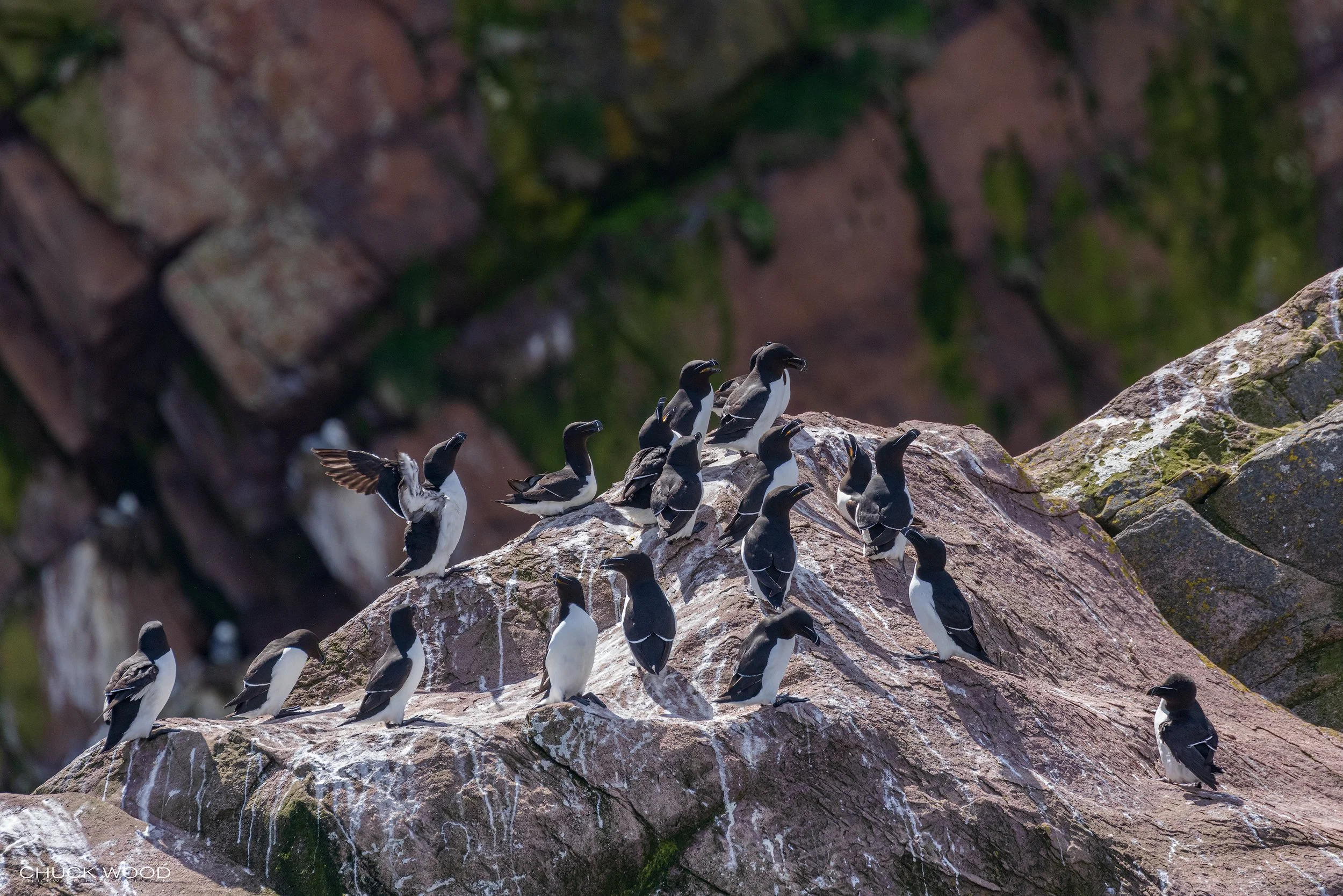   Williston NWR, NL 2022 