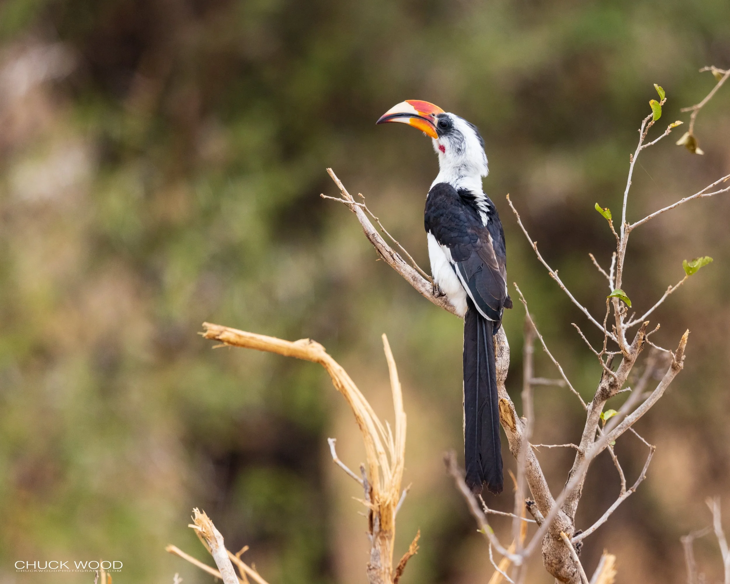  Tarangire, Tanzania 2021 