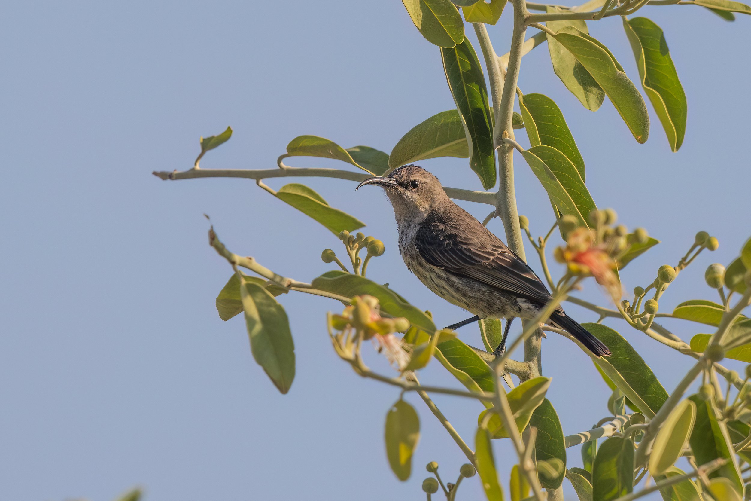  Savuti, Botswana 2021 