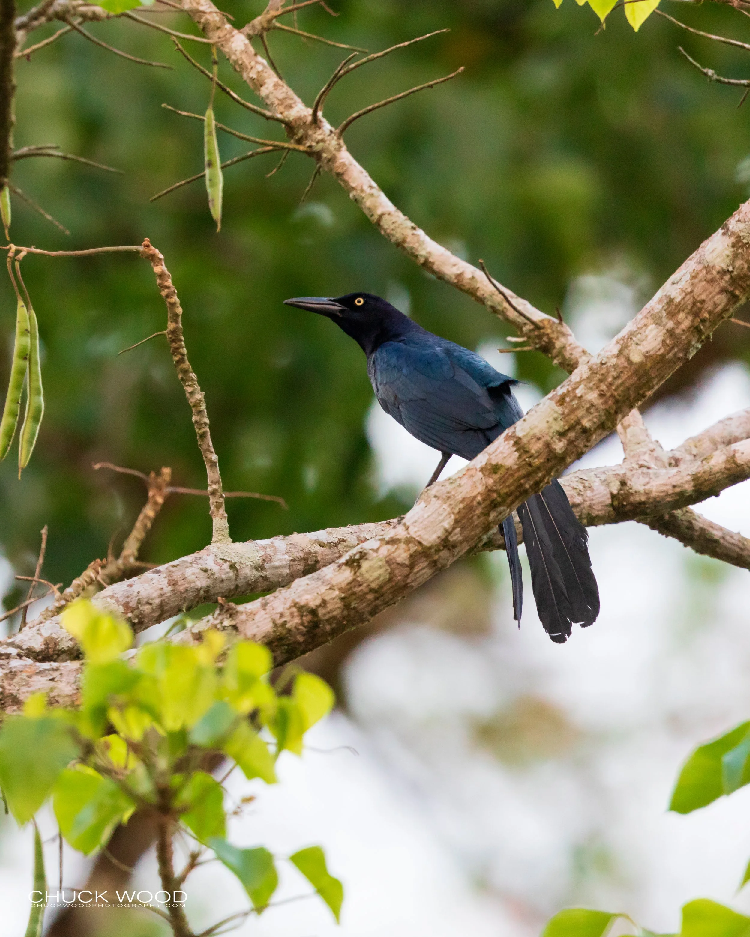  Tuis River Valley, Costa Rica 2020 