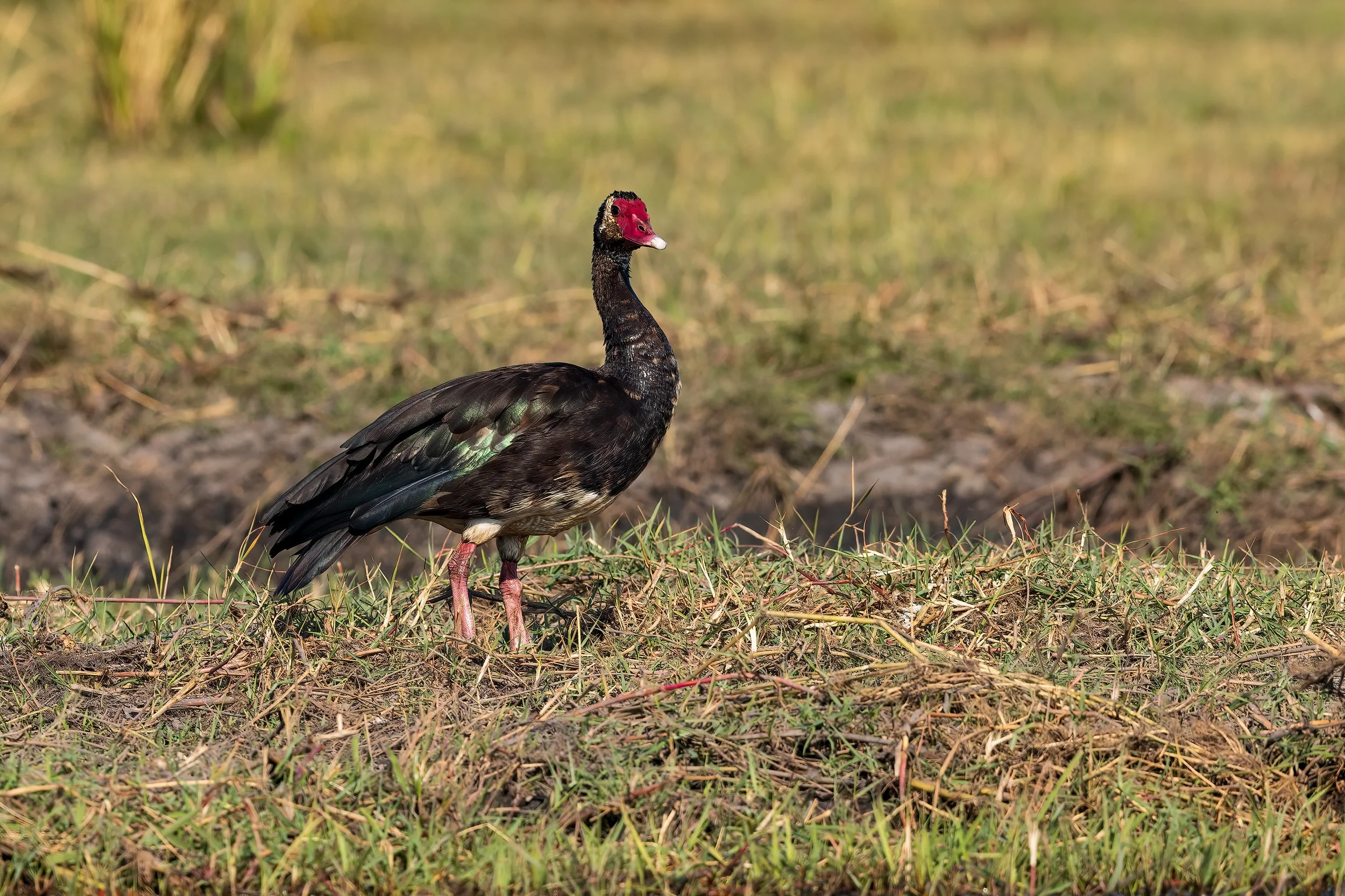  Chobe River, Botswana 2023 