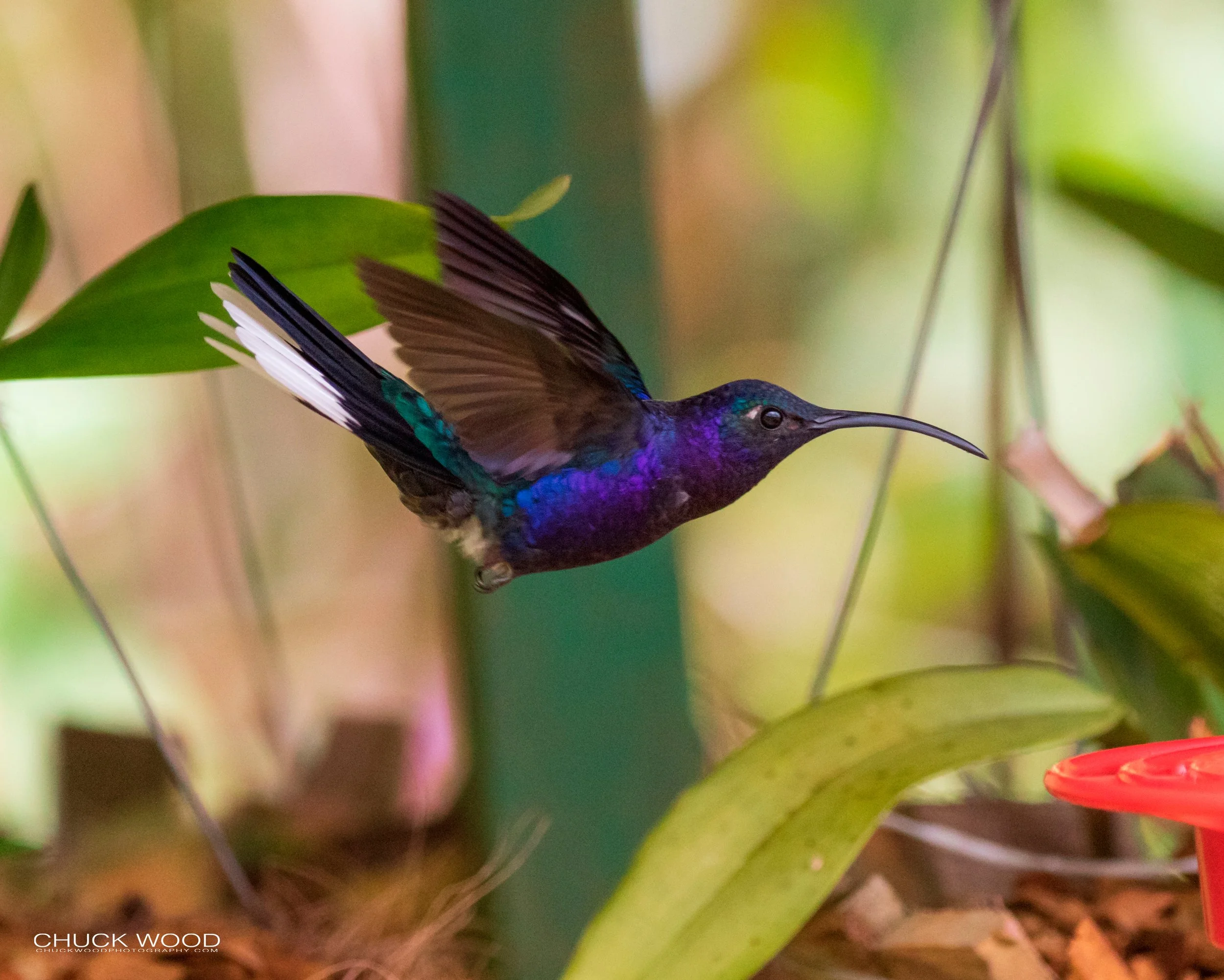  Bosque Del Tolomunco, Costa Rica 2020 