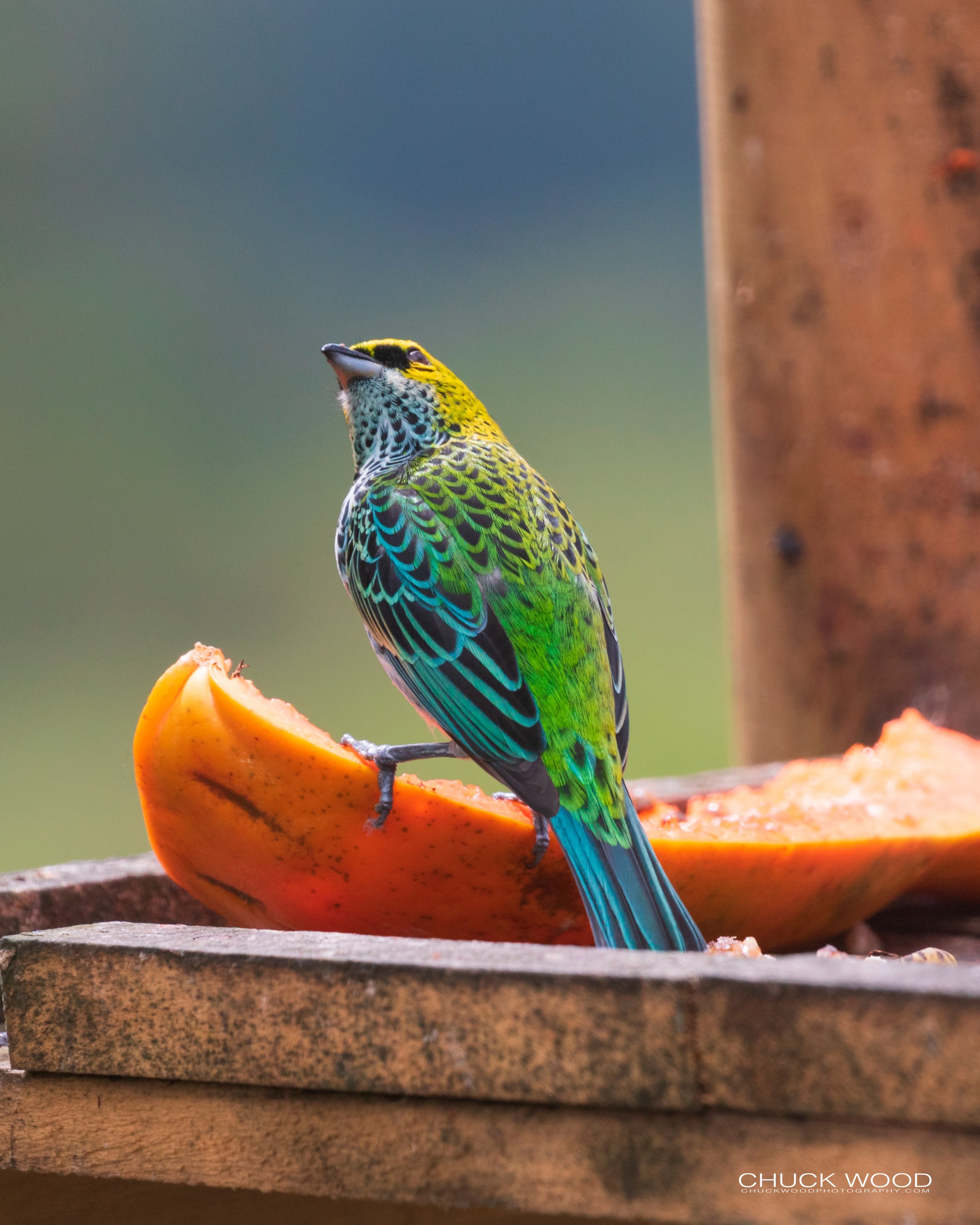  Bosque Del Tolomunco, Costa Rica 2020 