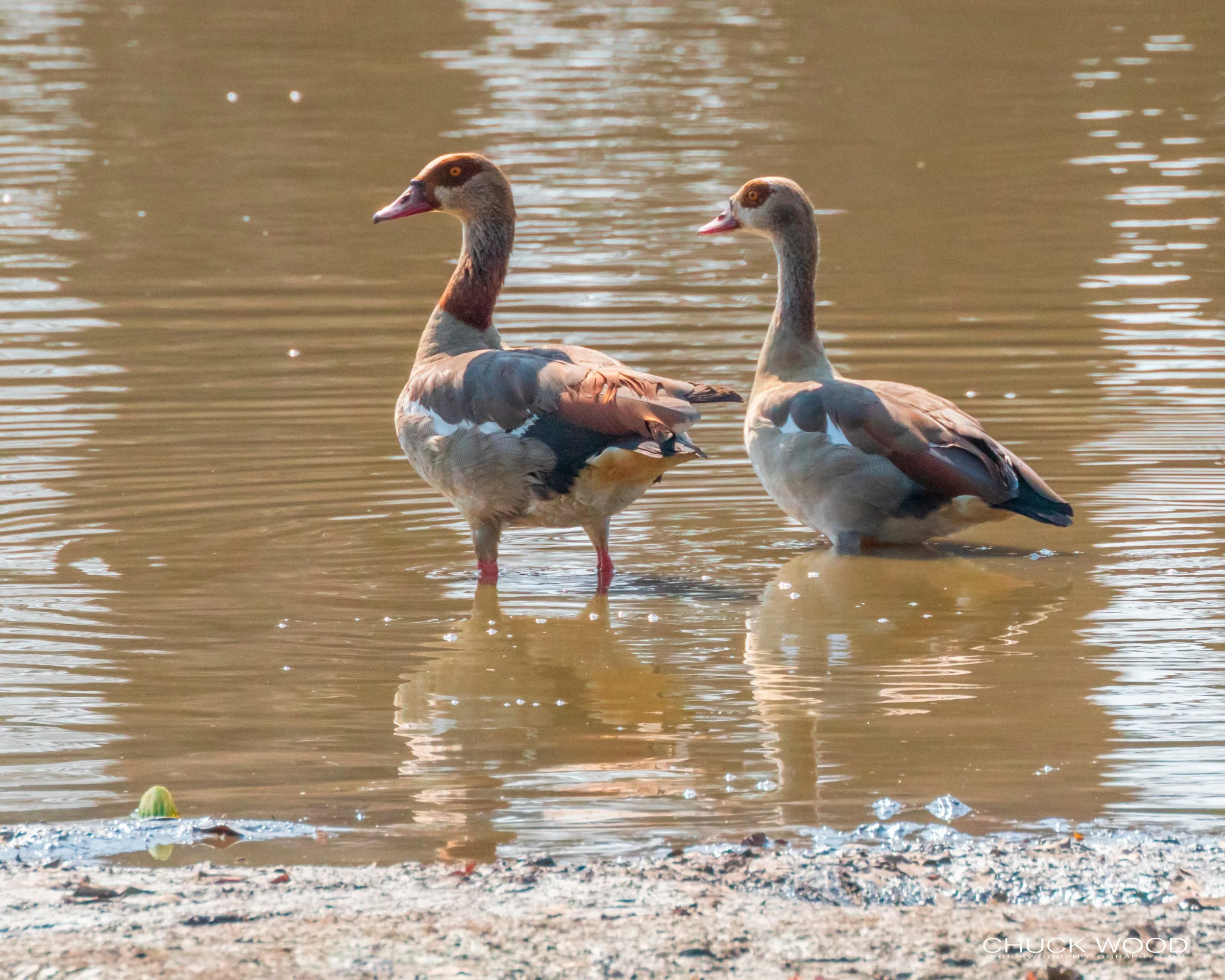  Mana Pools, Zimbabwe 2019 