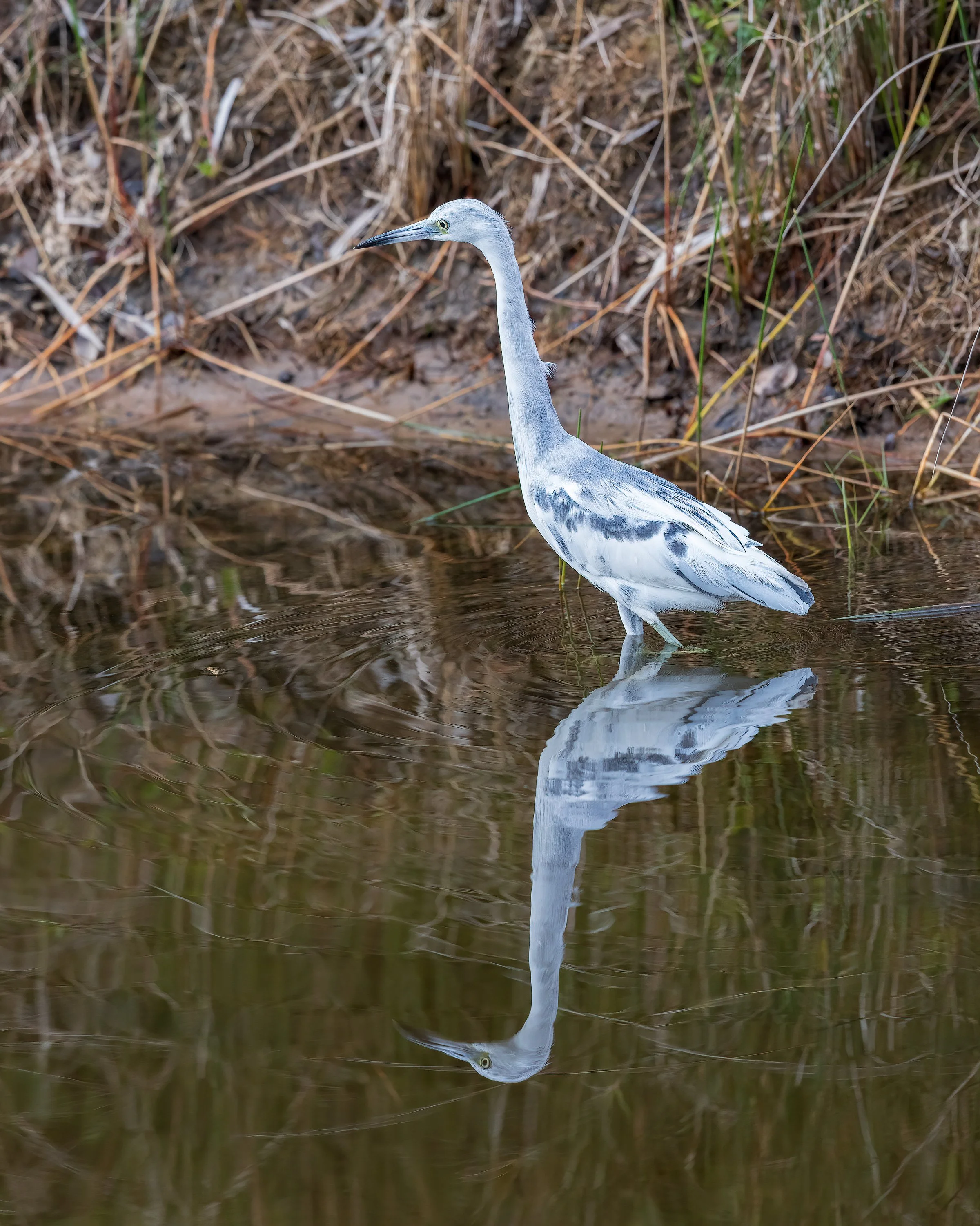  Merritt Island, FL 2023 