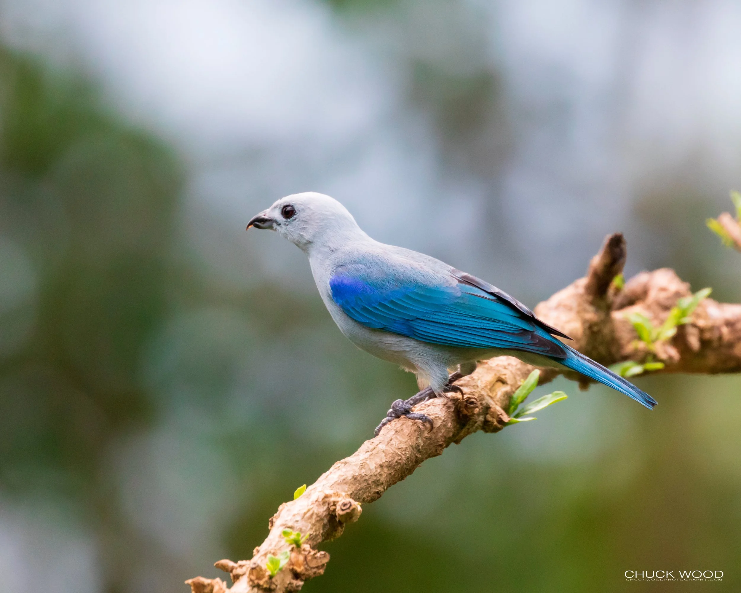  Rancho Naturalista, Costa Rica 2020 