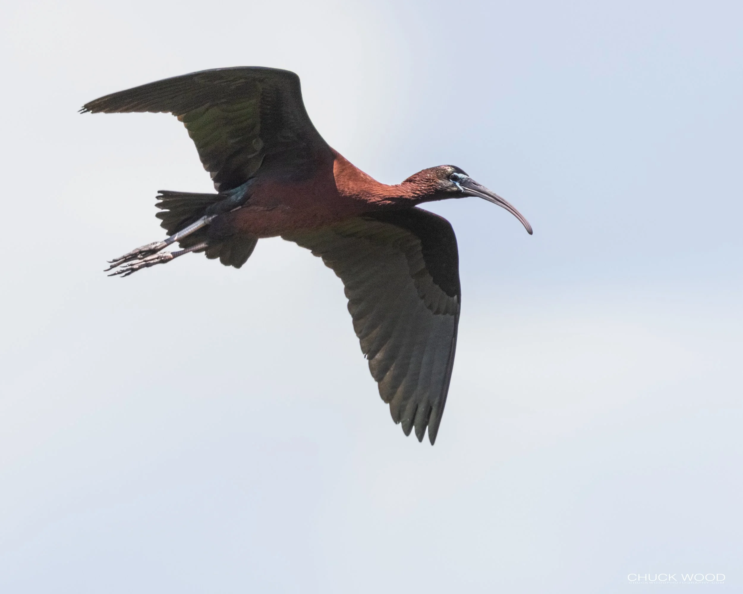 Viera Wetlands, FL 2021 
